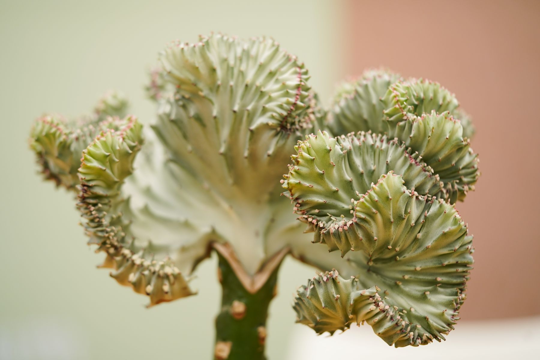 Euphorbia Lactea (Kandelaarplant)