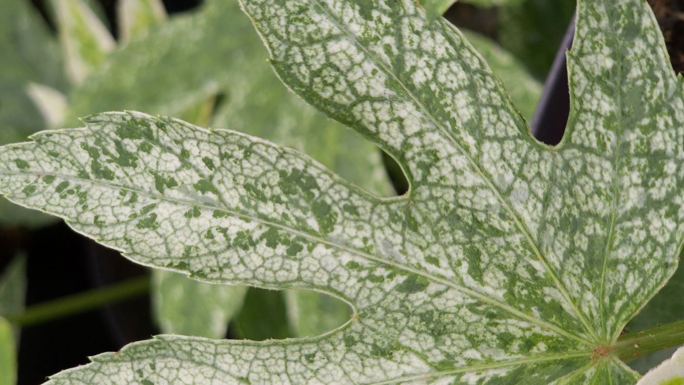 Fatsia Japonica (Vingerplant)