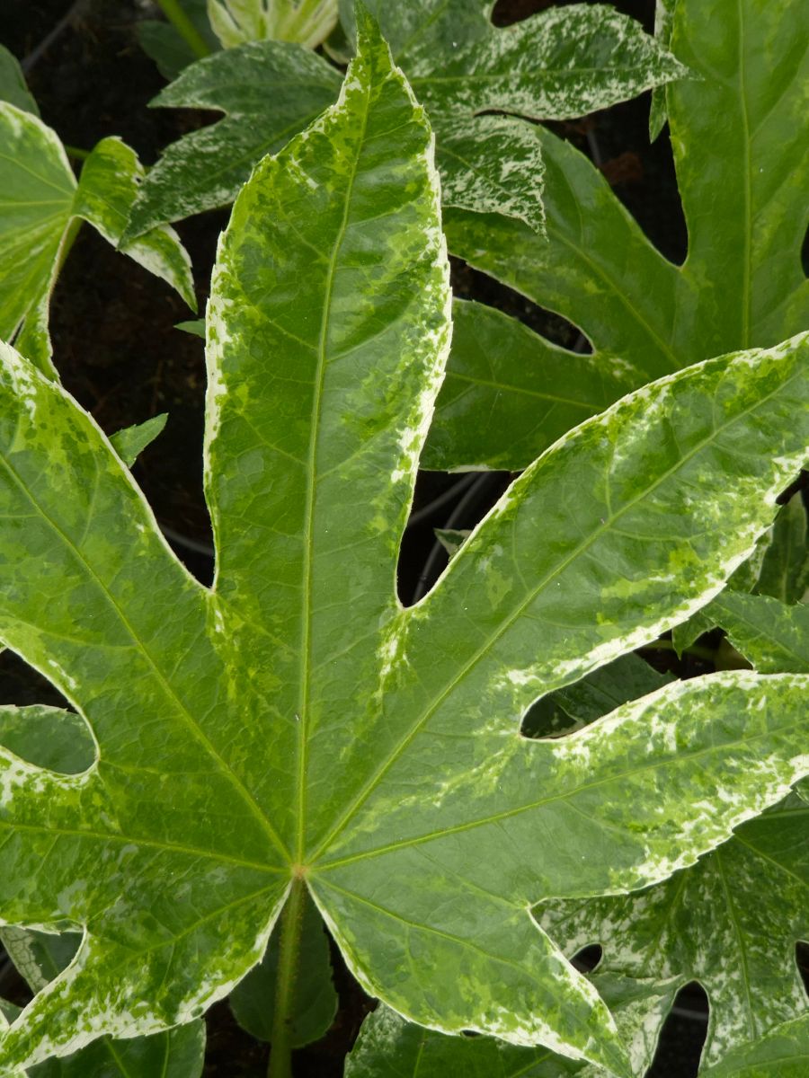 Fatsia Japonica (Vingerplant)