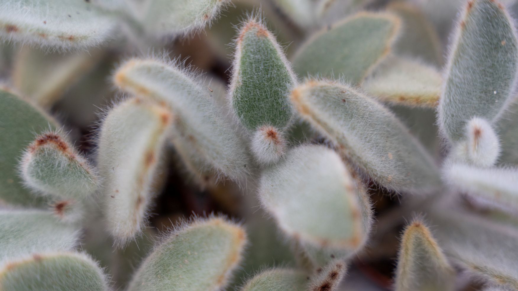 Kalanchoe Tomentosa - Pandaplant