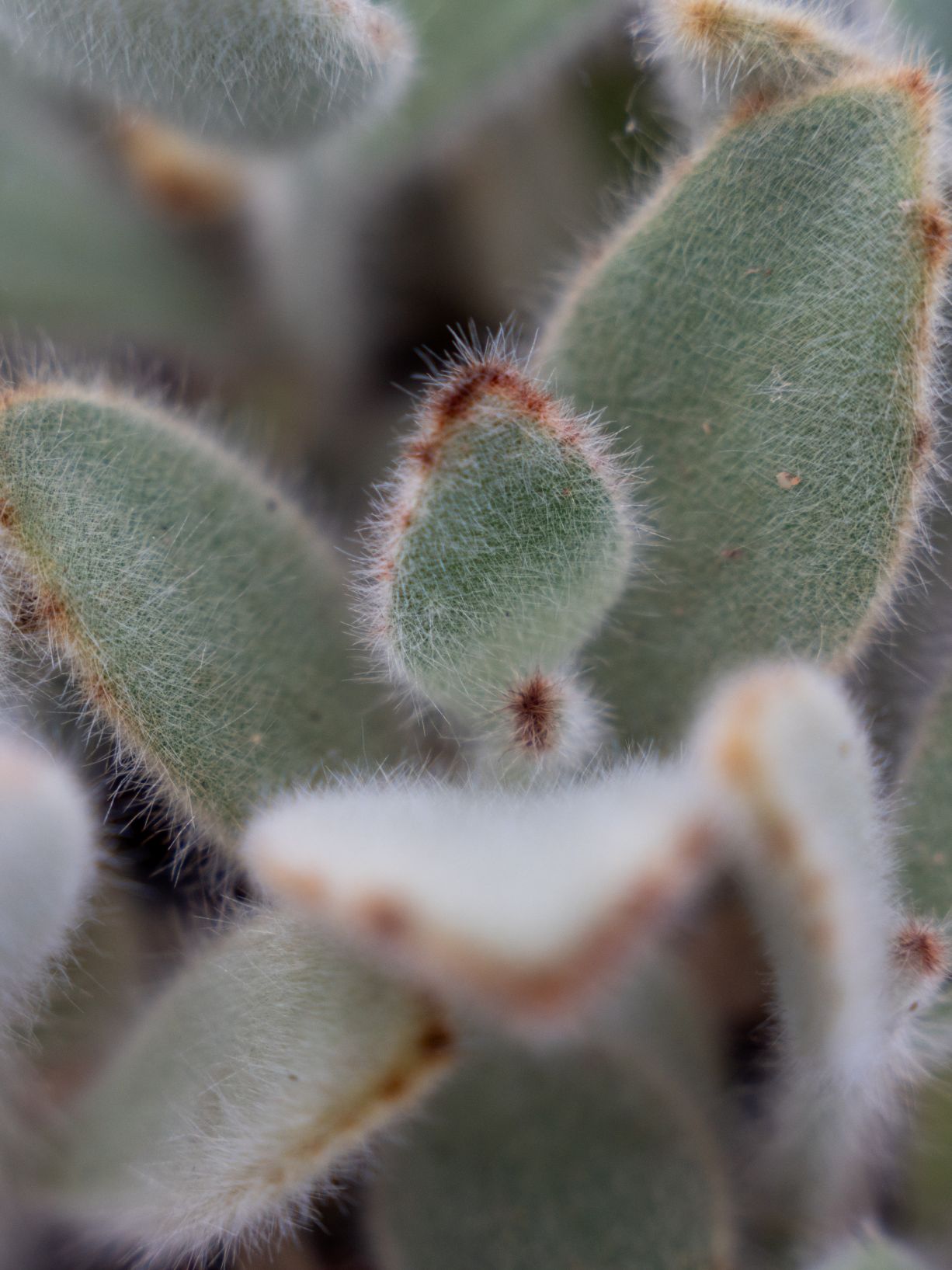Kalanchoe Tomentosa - Pandaplant