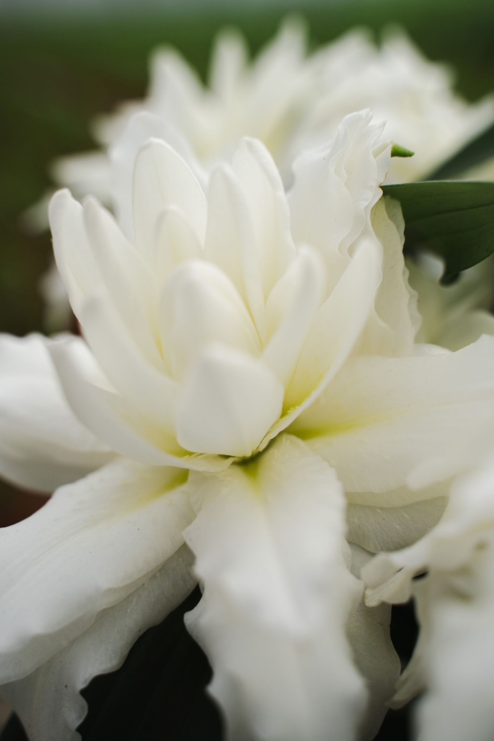 Lilium Double Dante