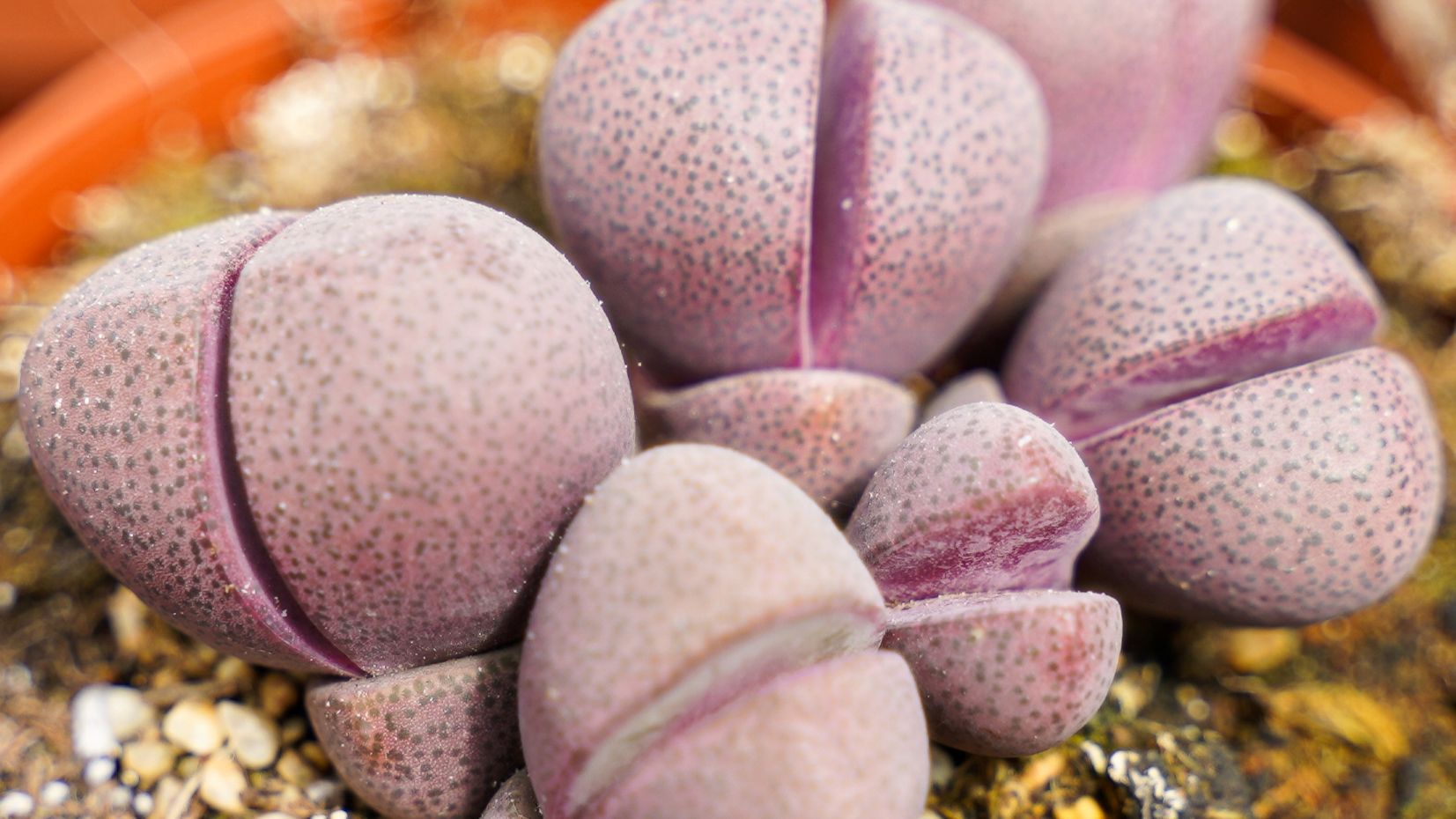 Lithops (Living Stones)