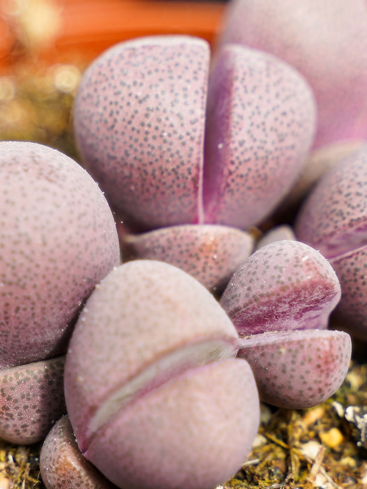 Lithops (Living Stones)