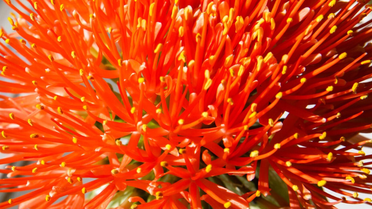 Scadoxus (Poederkwast plant)