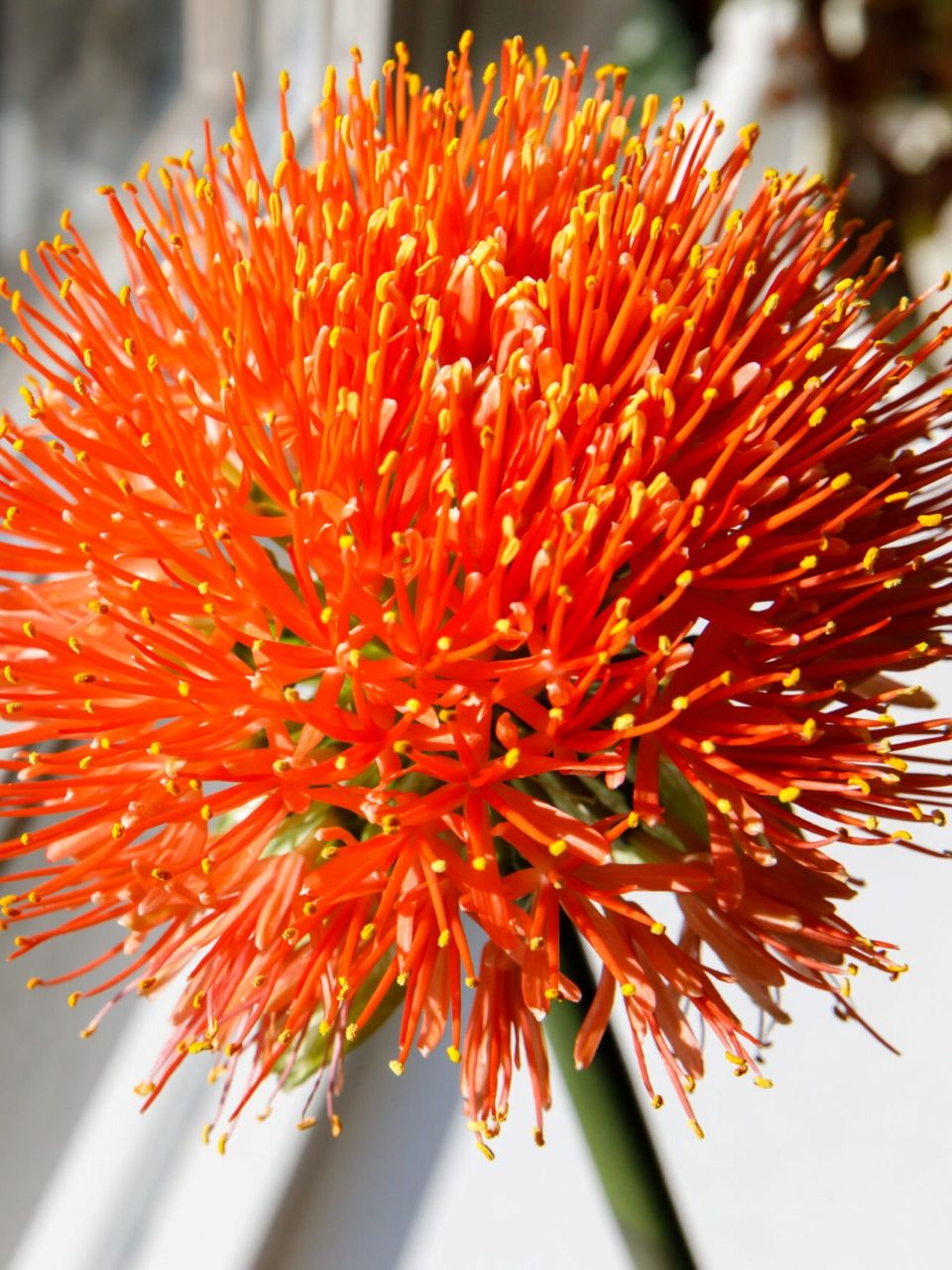 Scadoxus (Poederkwast plant)