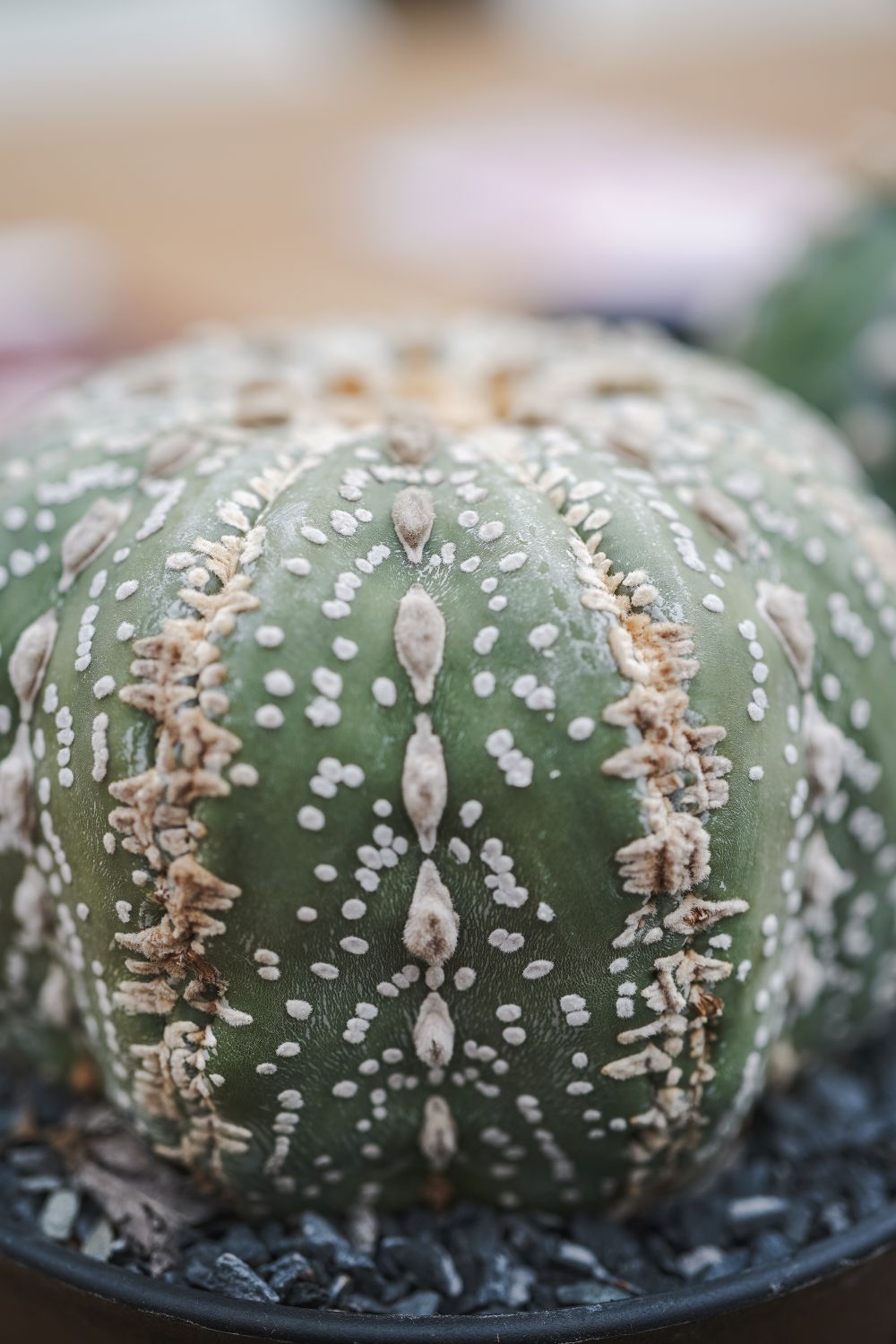 Astrophytum Asterias