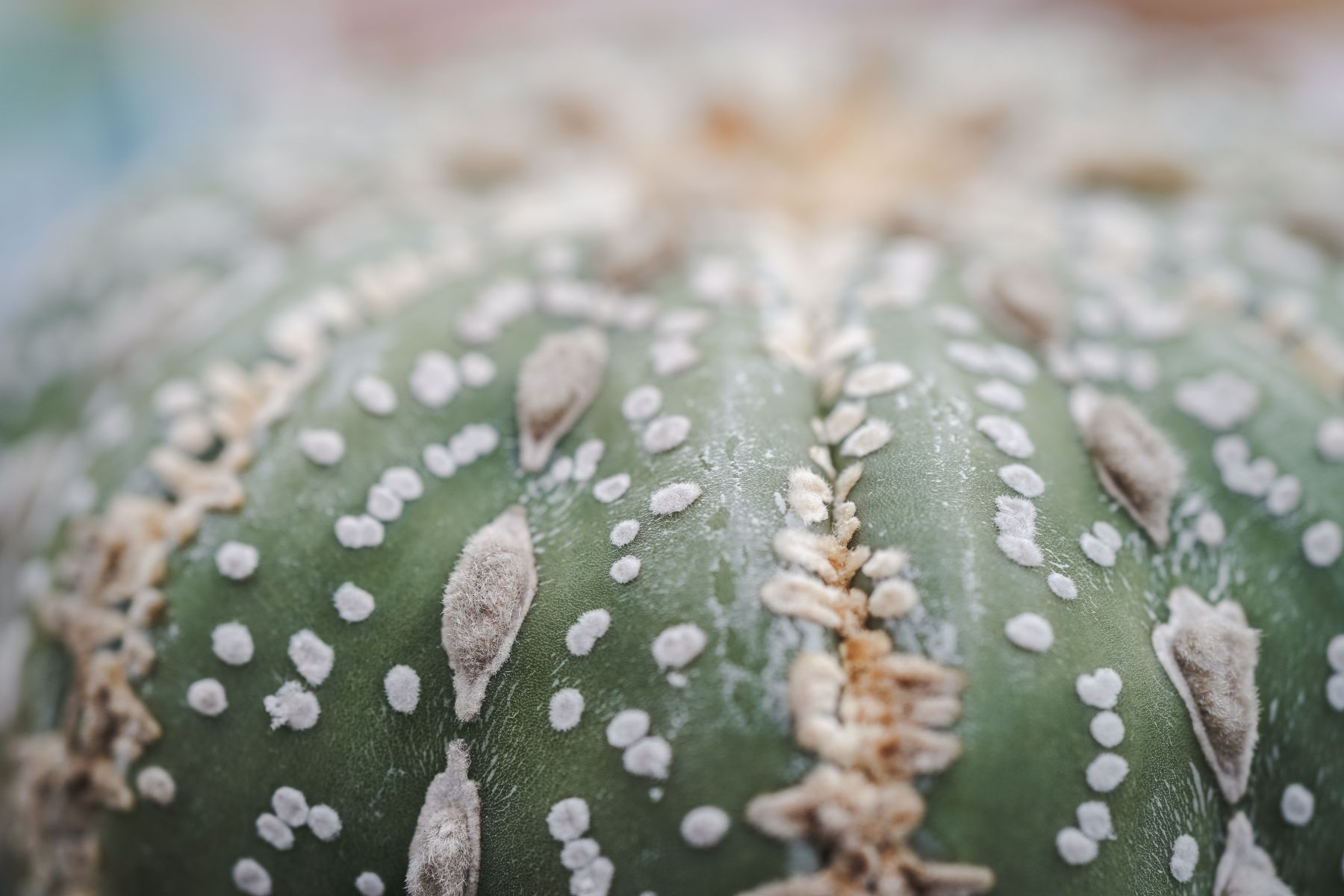 Astrophytum Asterias
