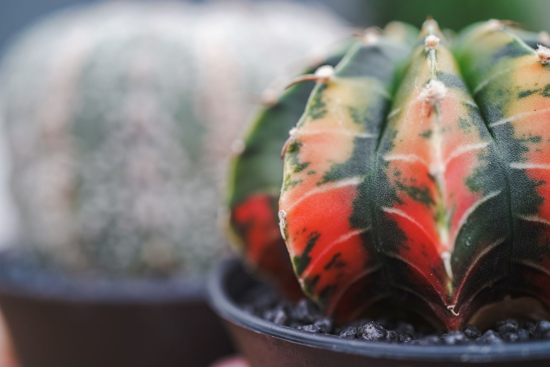 Gymnocalycium - Maancactus