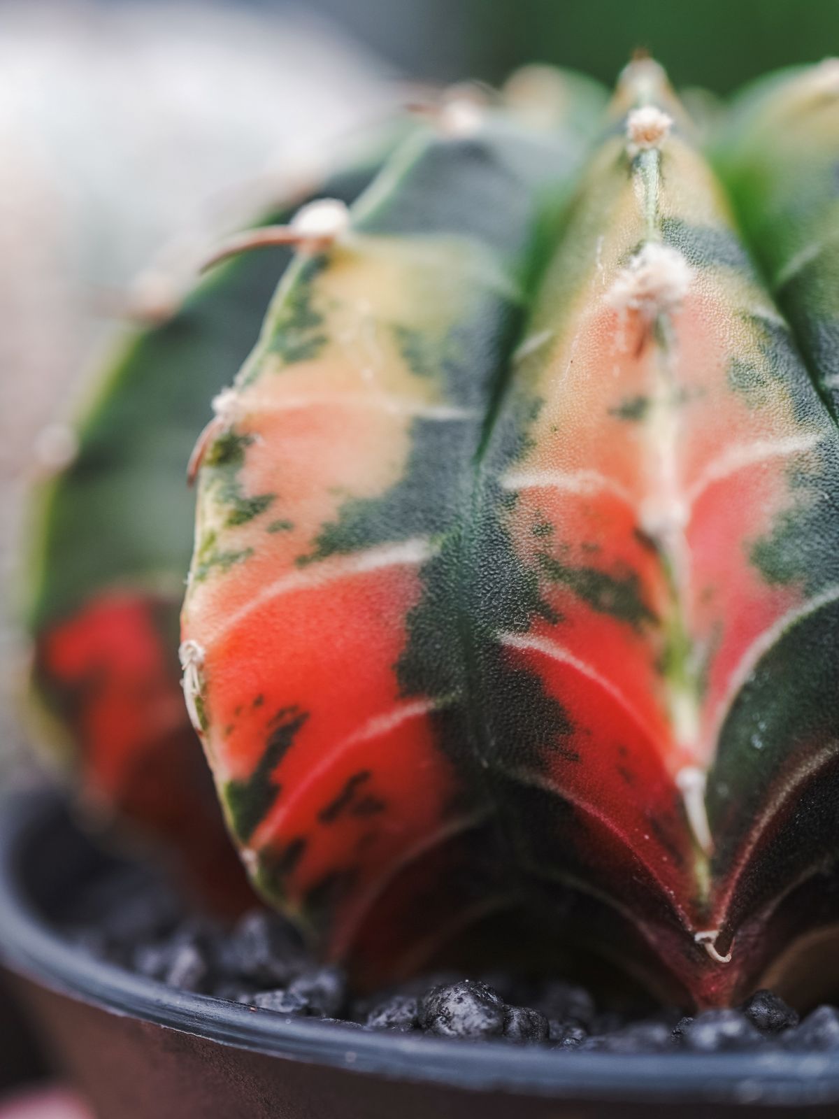 Gymnocalycium - Maancactus