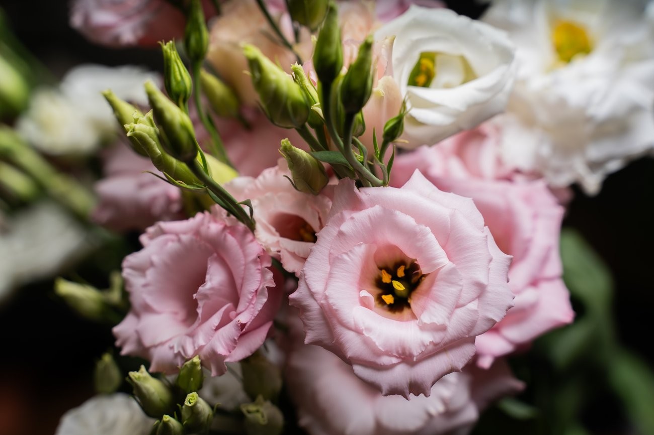 Lisianthus van Lionstar