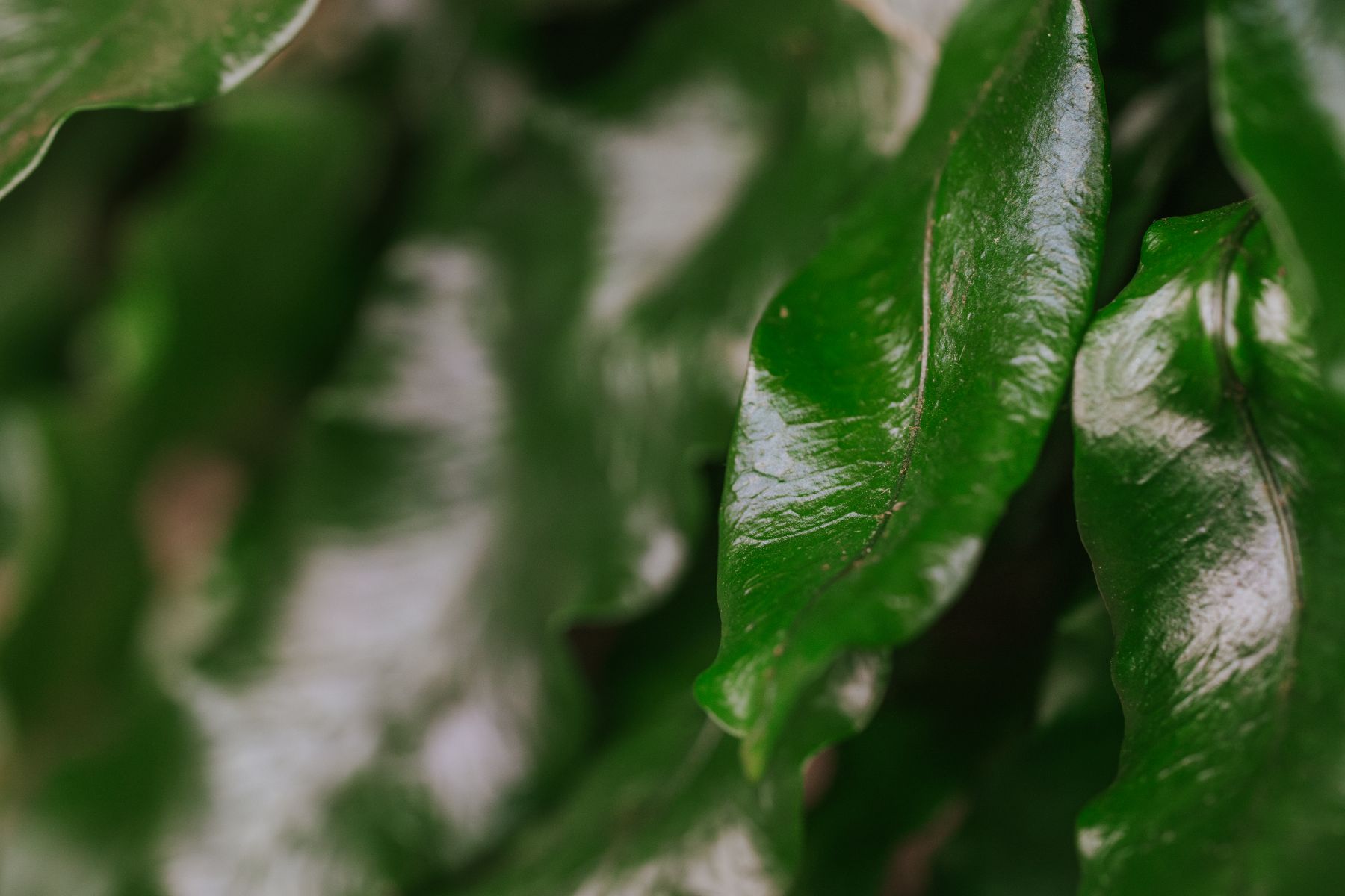 Microgramma nitida