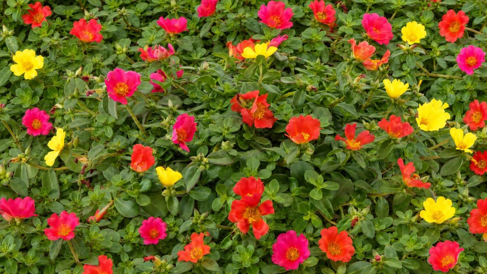 Portulaca - Portulak
