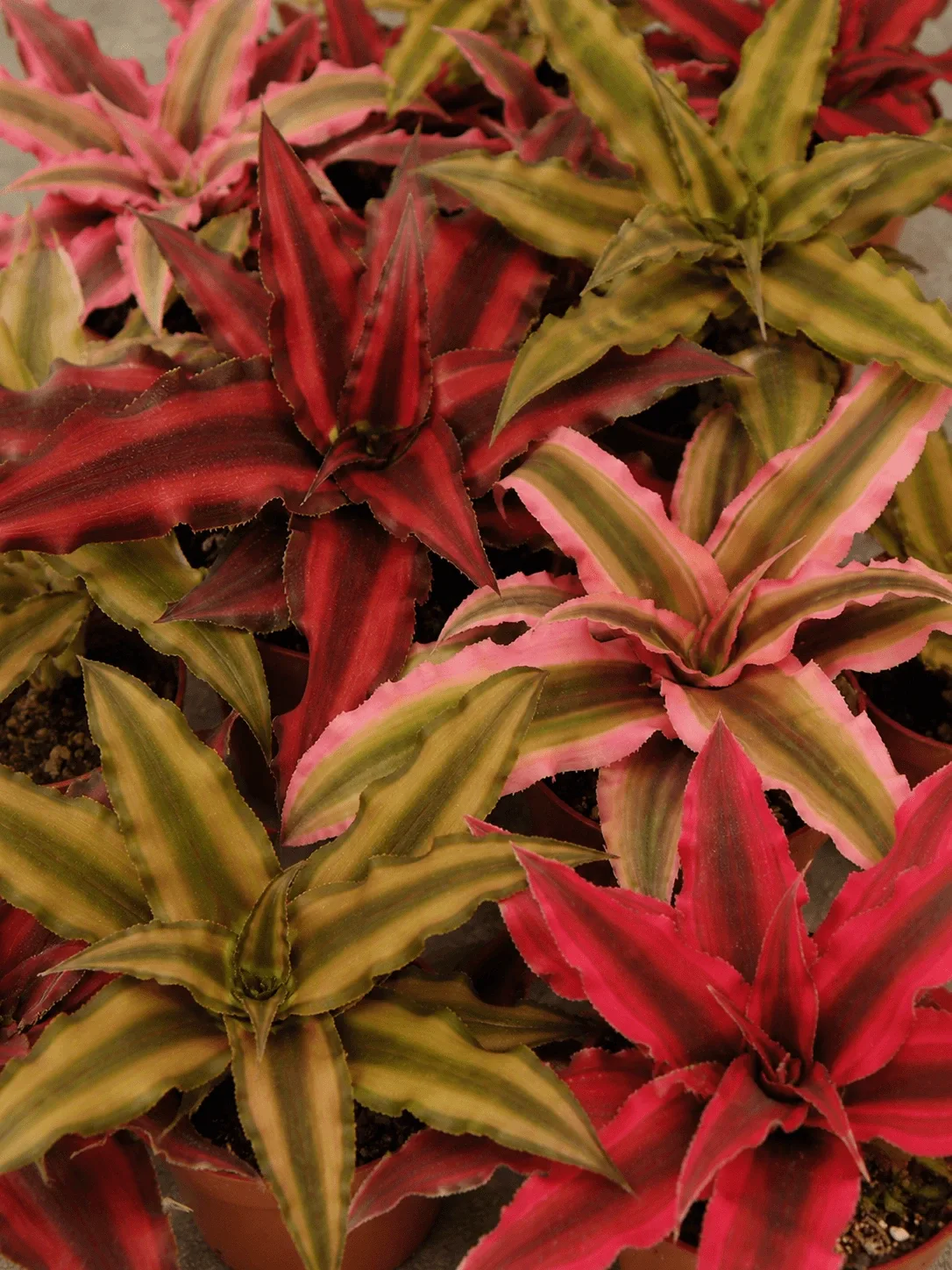 Cryptanthus (Aardster)