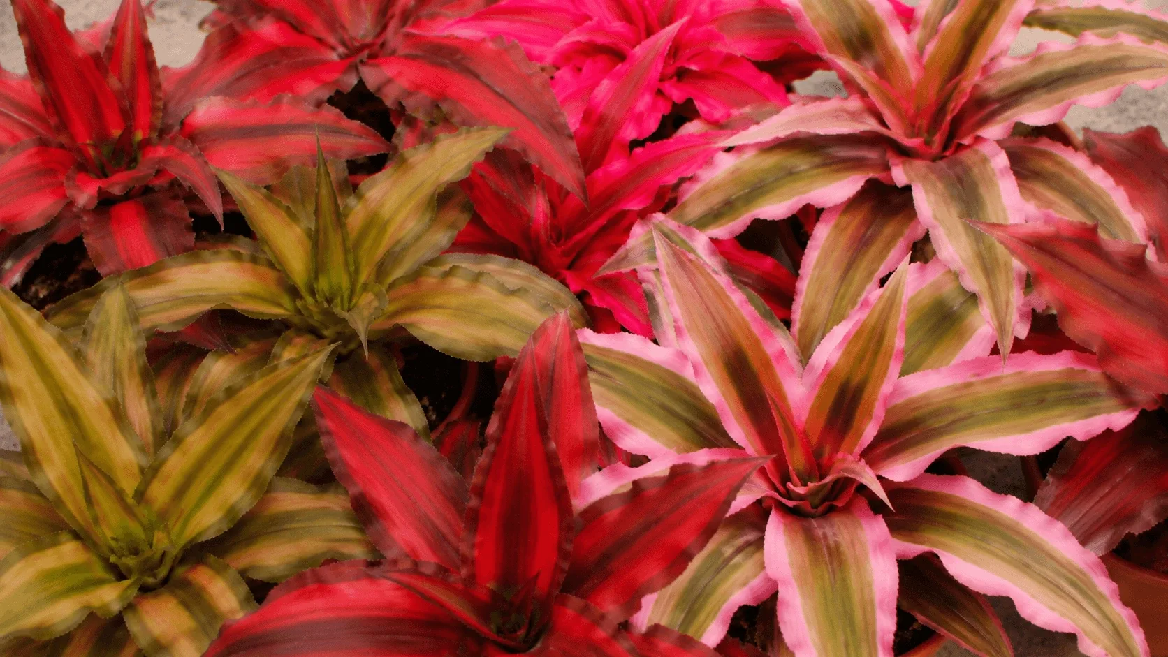 Cryptanthus (Aardster)