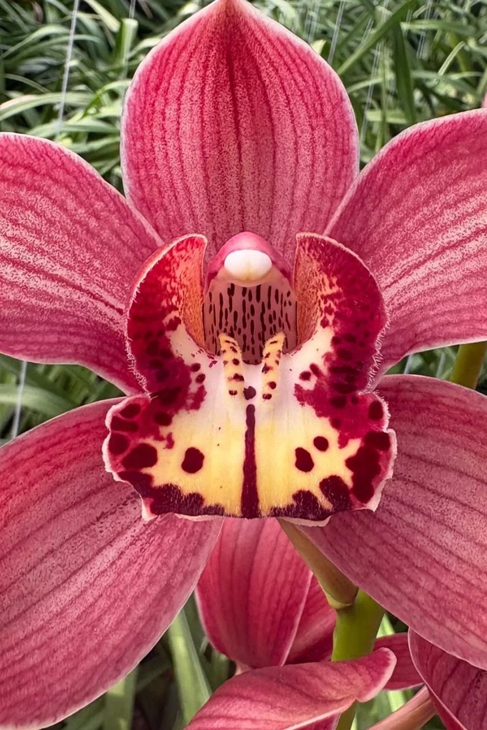 Cymbidium Hot Ruby