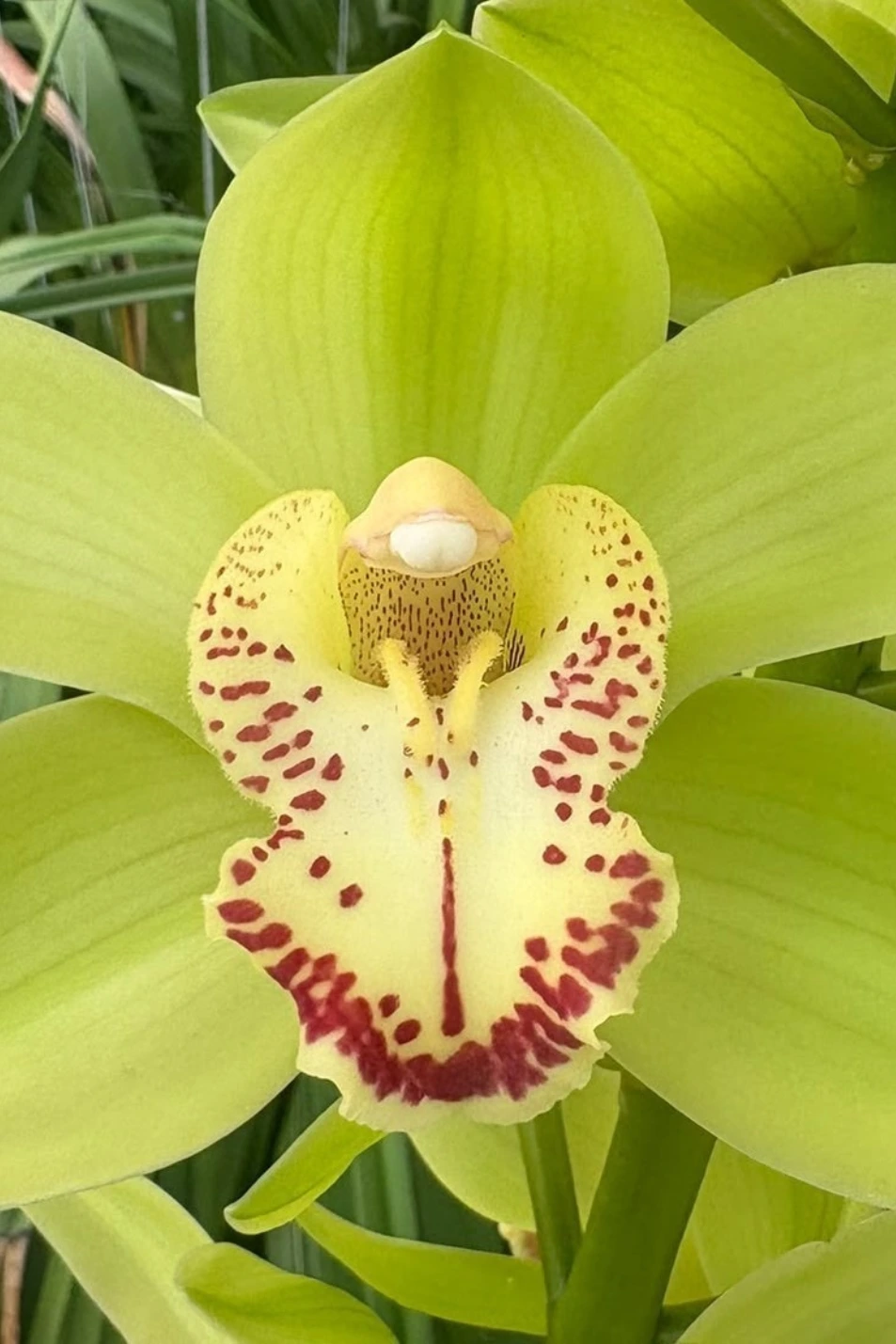 Cymbidium Verdina