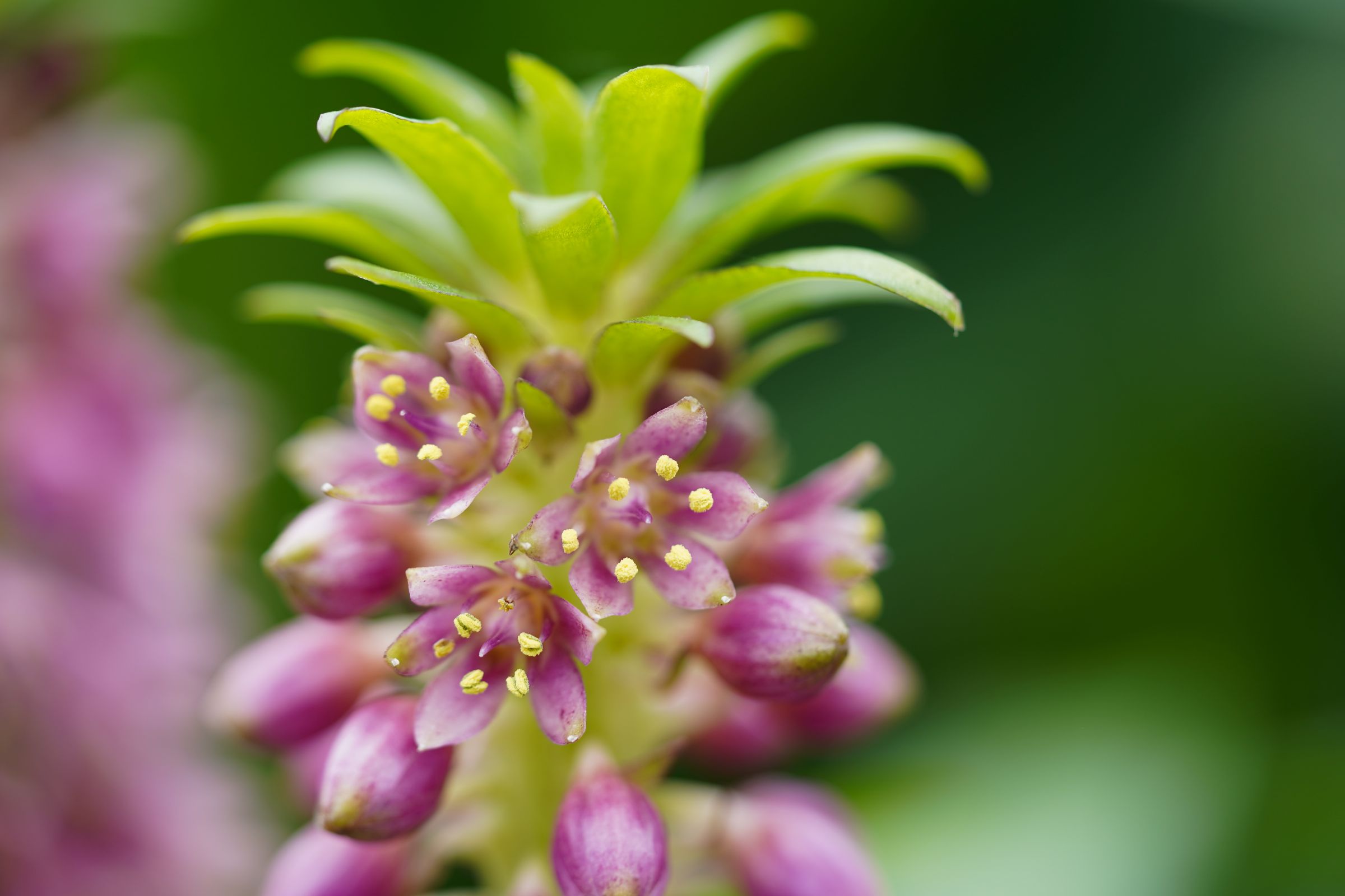 Eucomis (Kuiflelie)