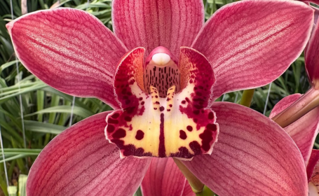 Cymbidium Hot Ruby