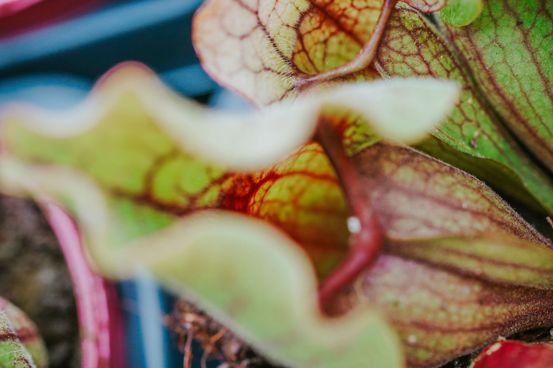 Sarracenia (Trompetbekerplant)