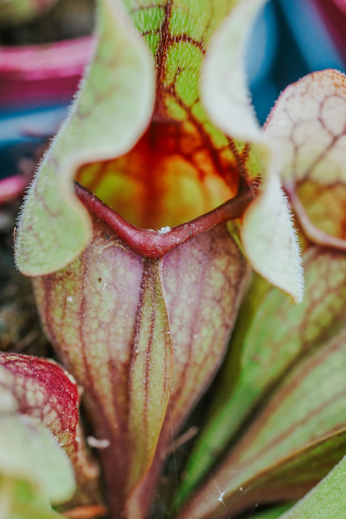 Sarracenia (Trompetbekerplant)