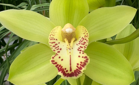 Cymbidium Verdina