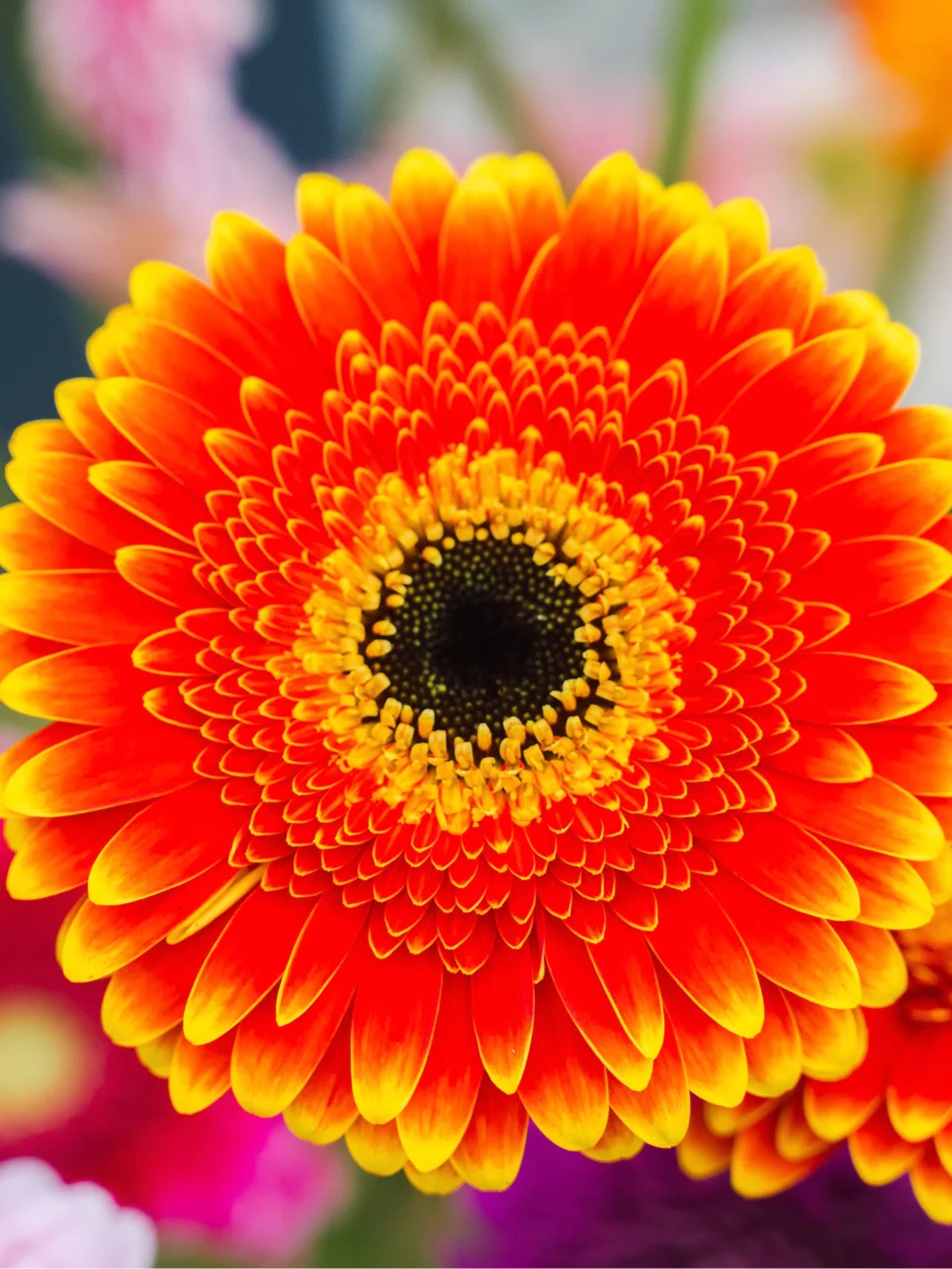 Gerbera Blazon
