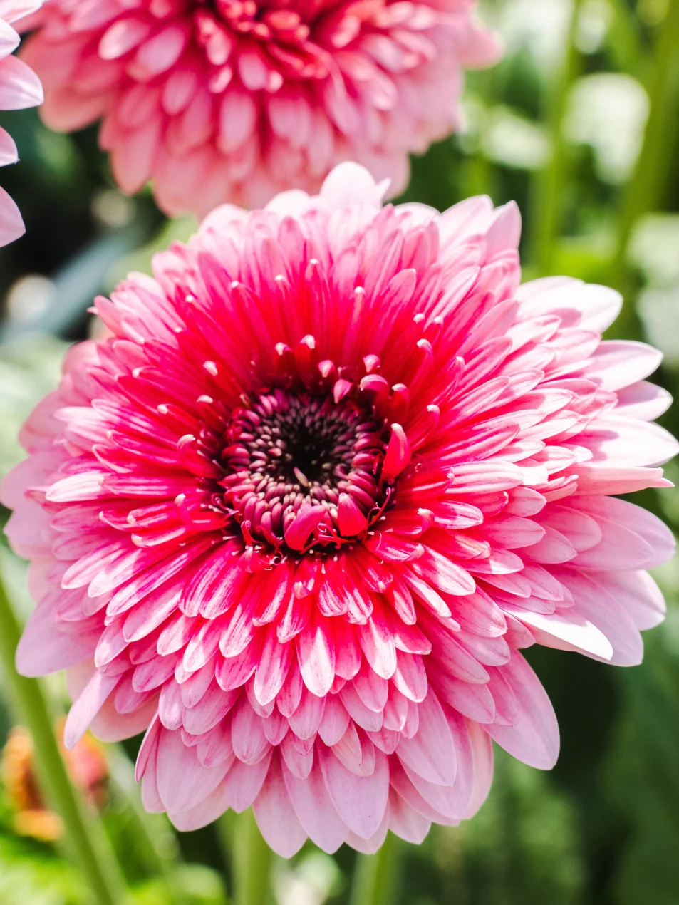 Gerbera Choo Choo