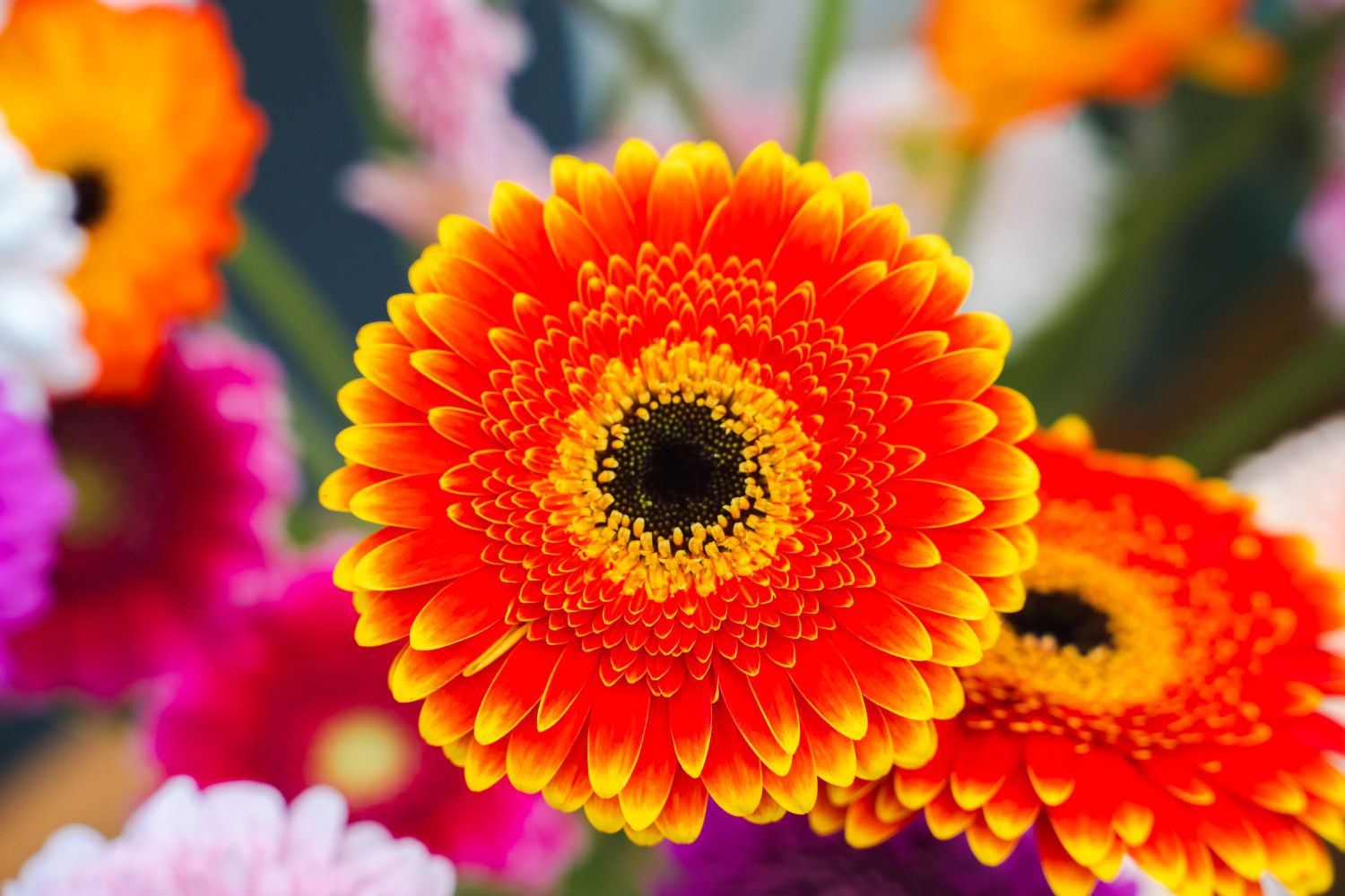Gerbera Blazon