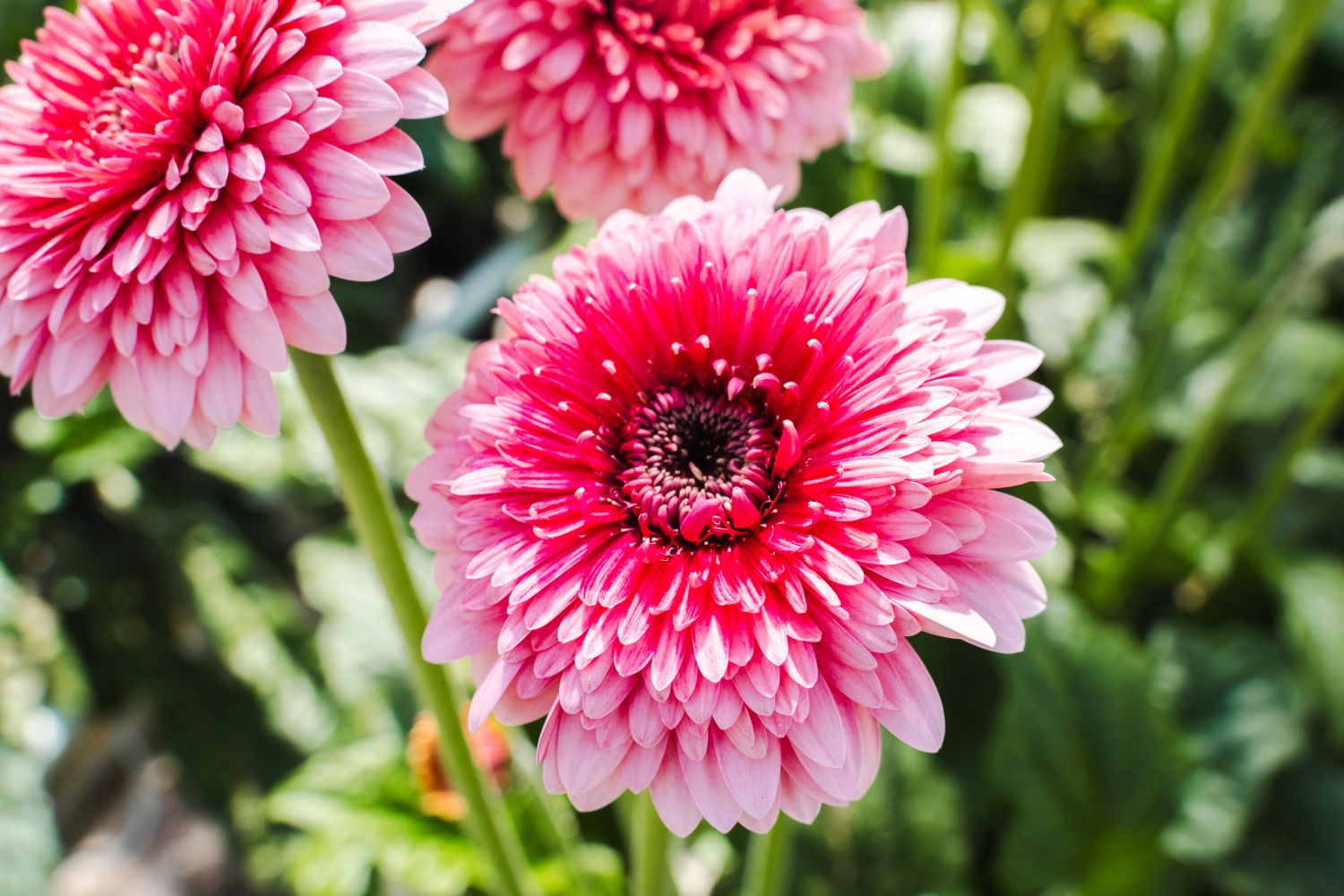 Gerbera Choo Choo