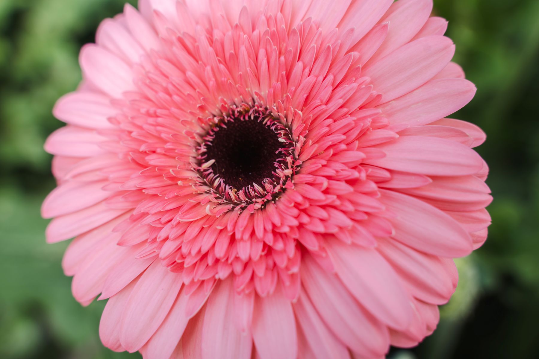 Gerbera Daisy