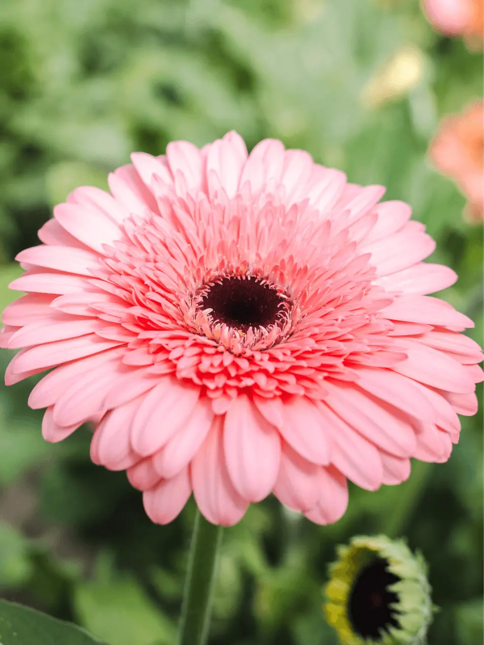 Gerbera Daisy