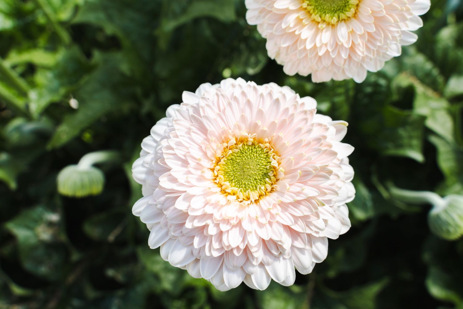 Gerbera Golf Golf