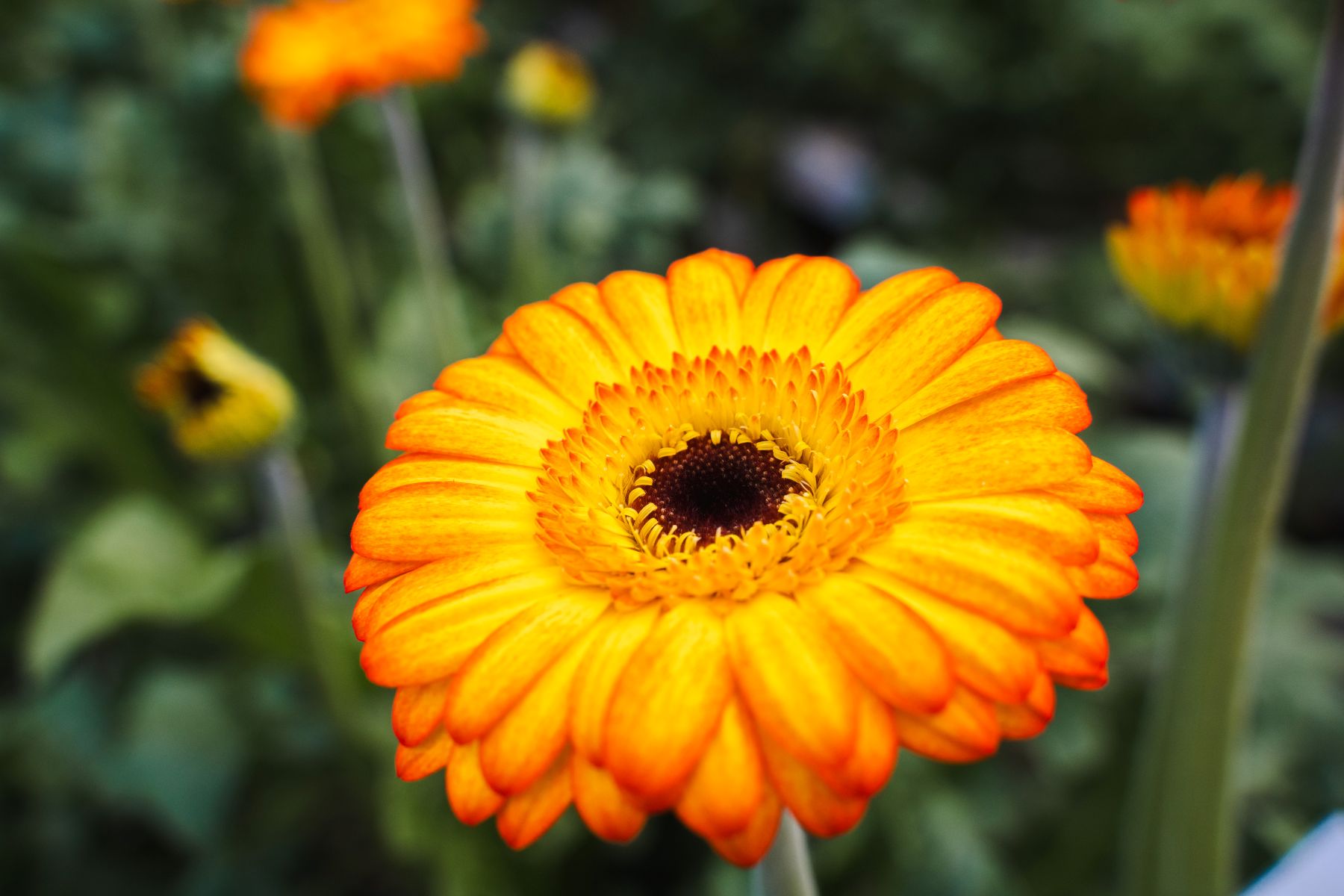 Gerbera Helia