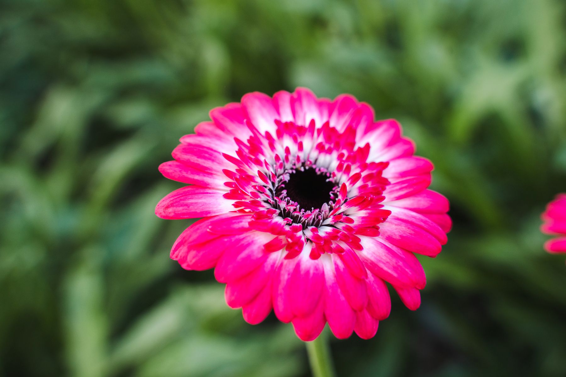 Gerbera Jagoda