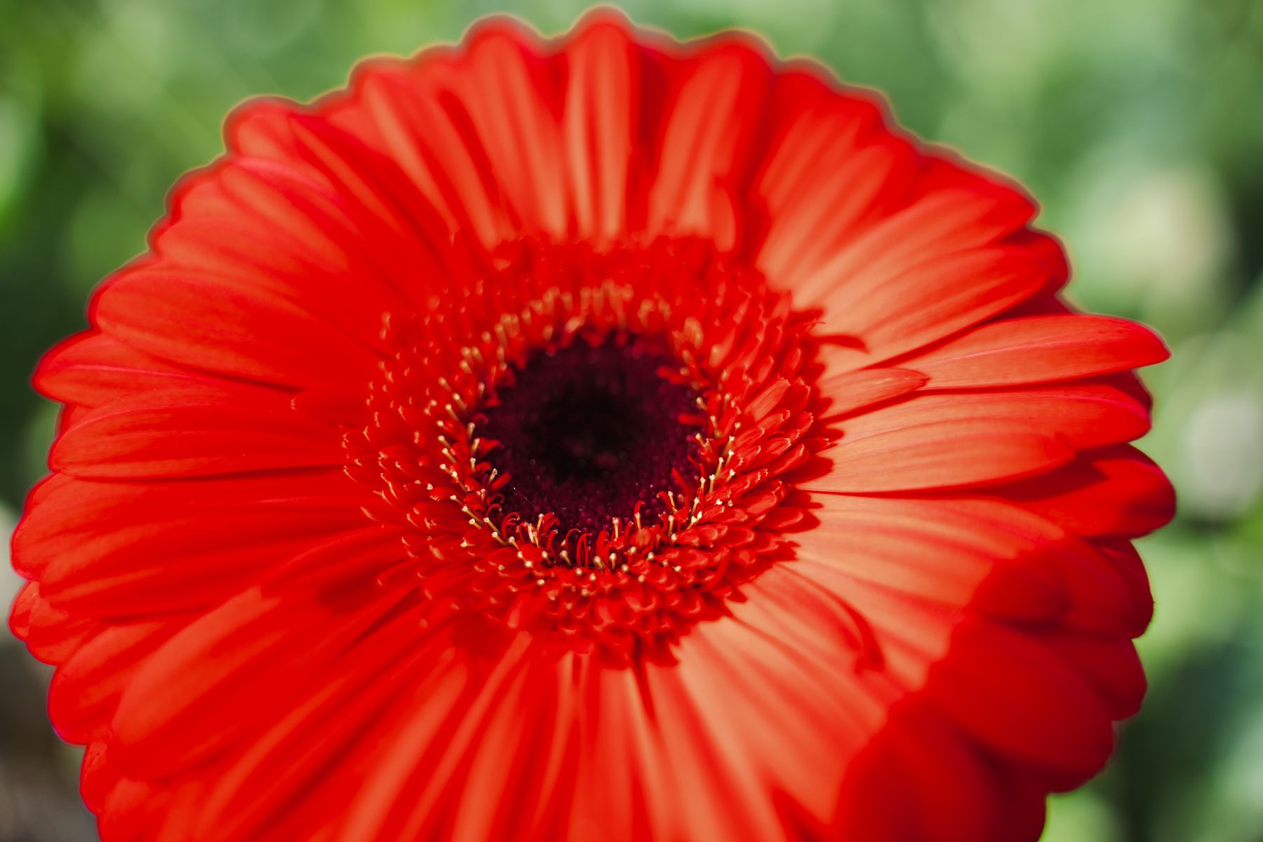 Gerbera James
