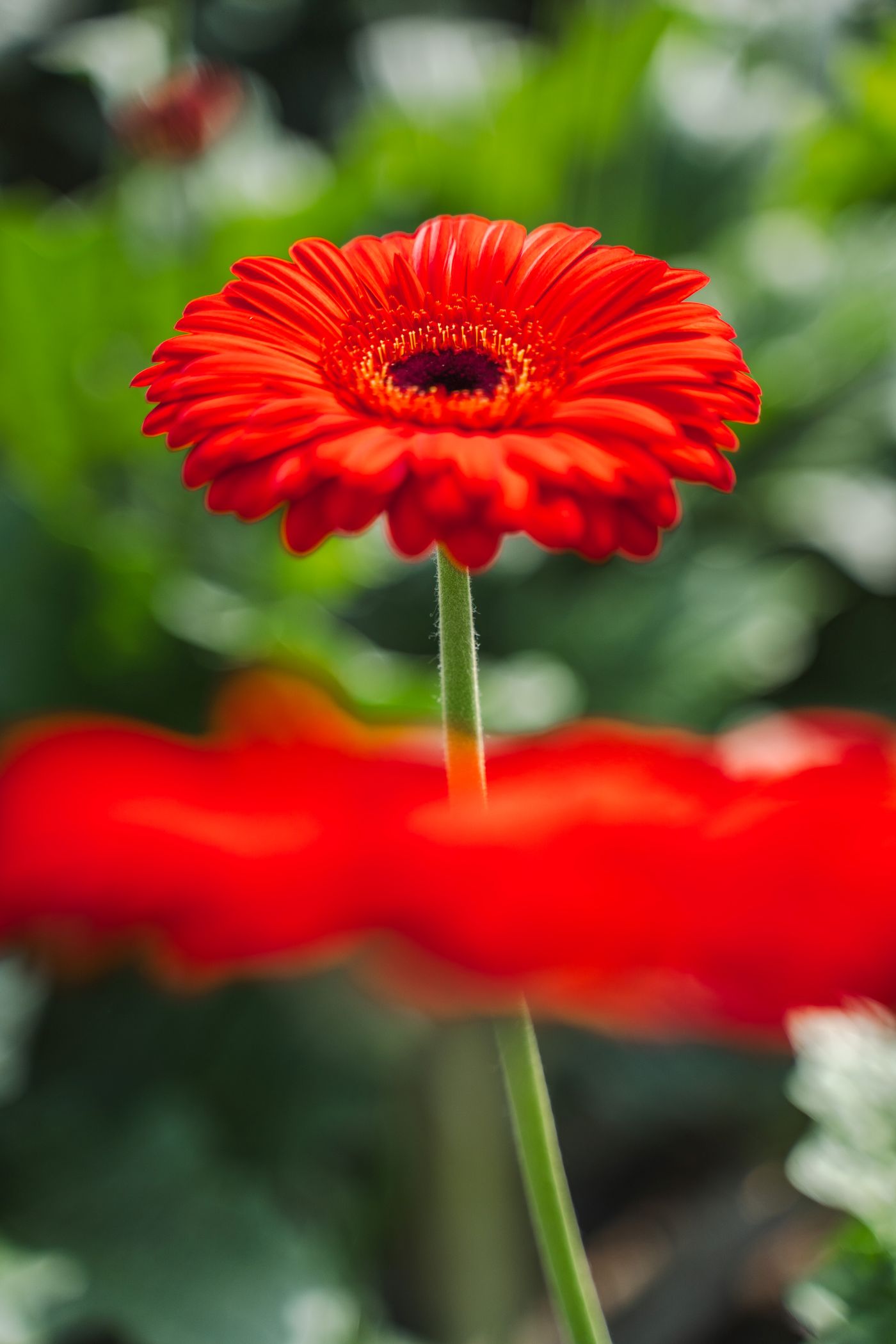 Gerbera James