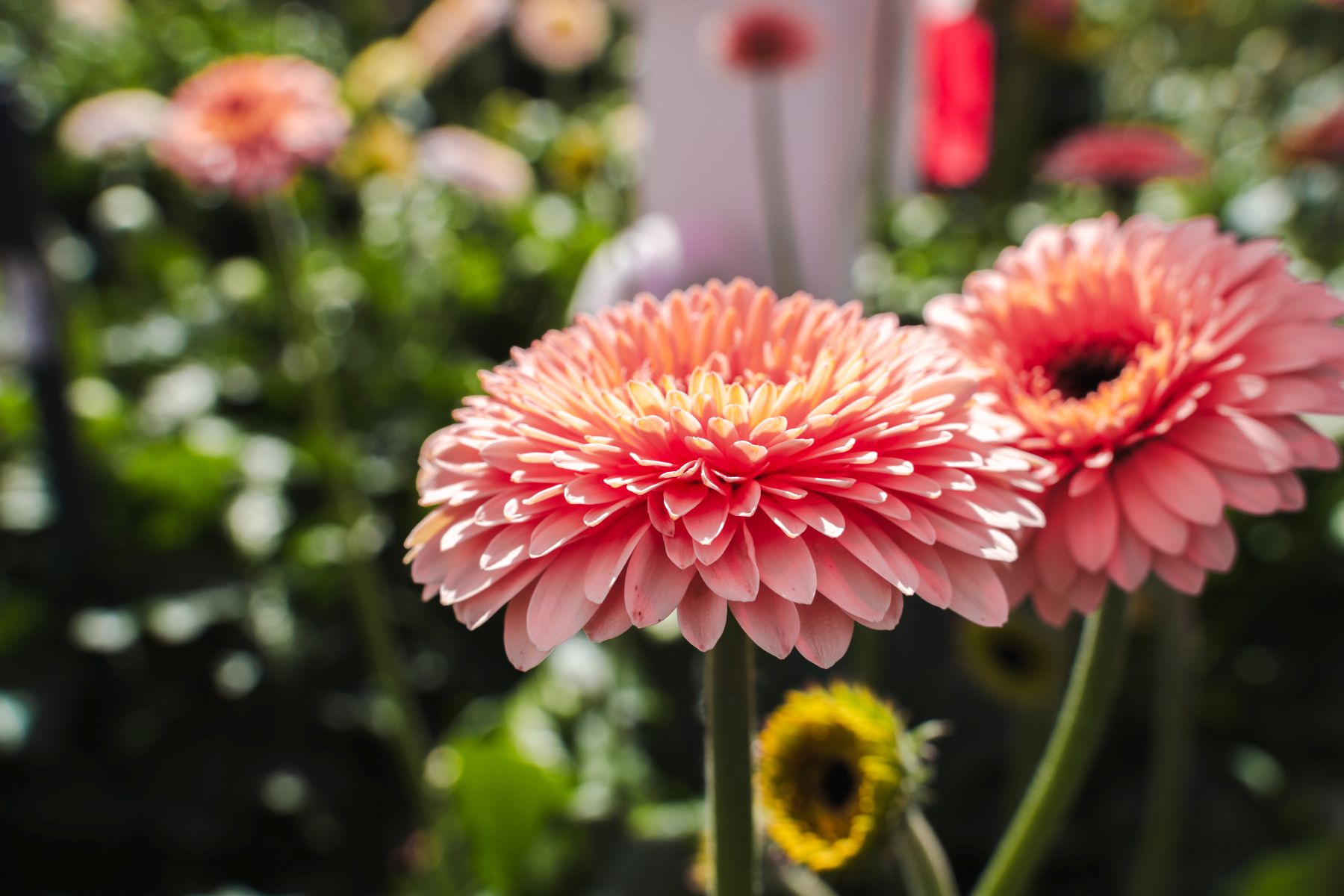 Gerbera JayJay