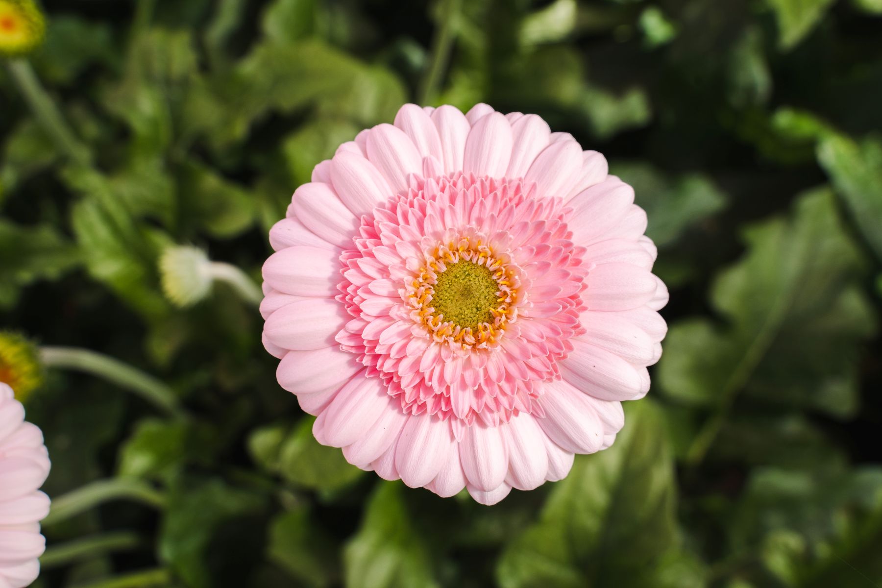 Gerbera Lavie