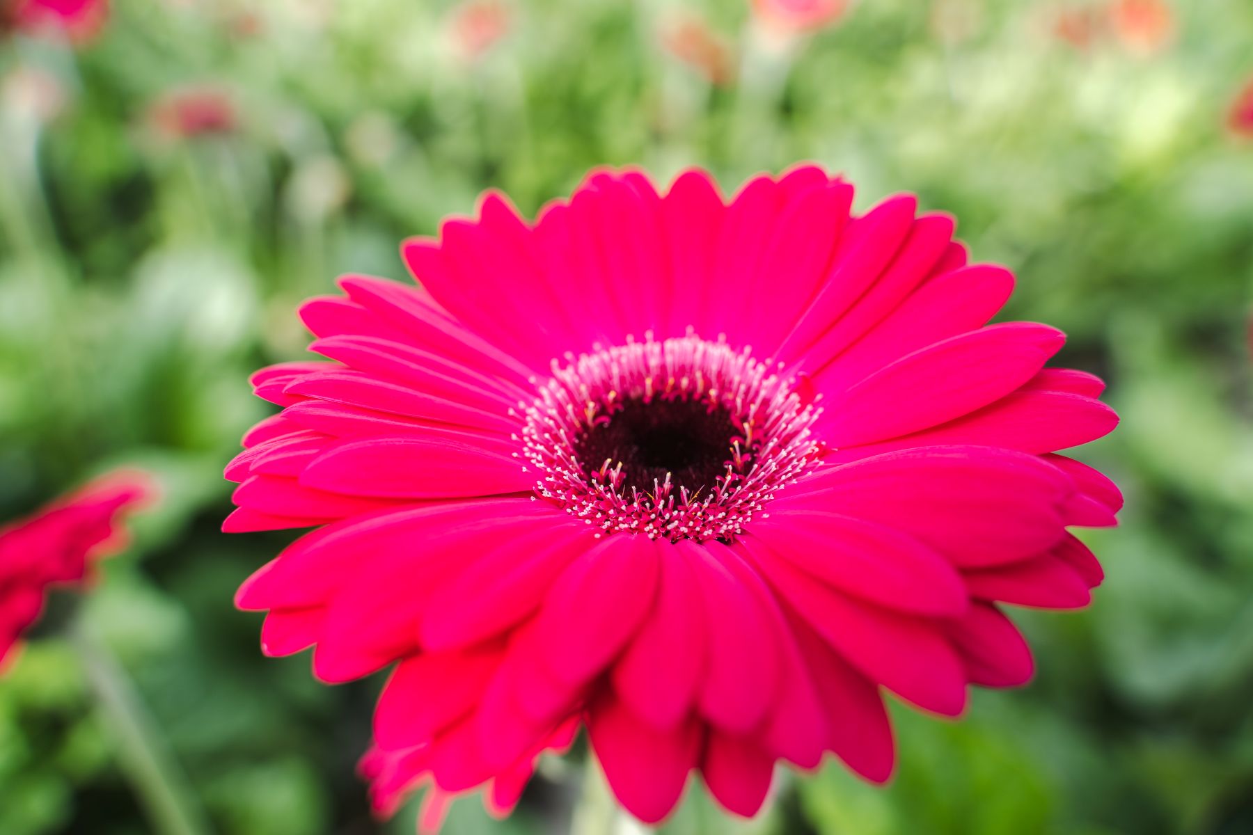 Gerbera Marilu