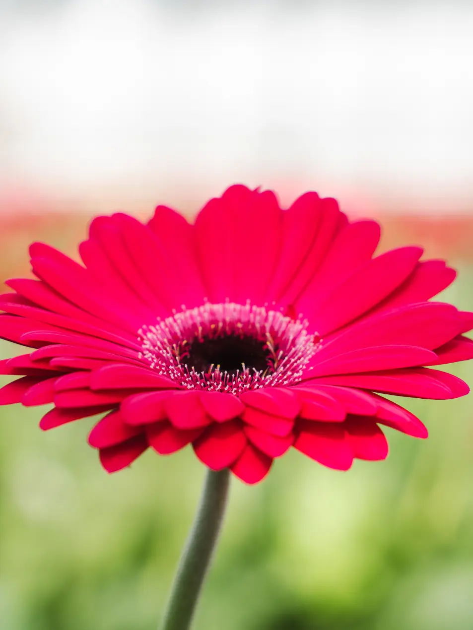 Gerbera Marilu