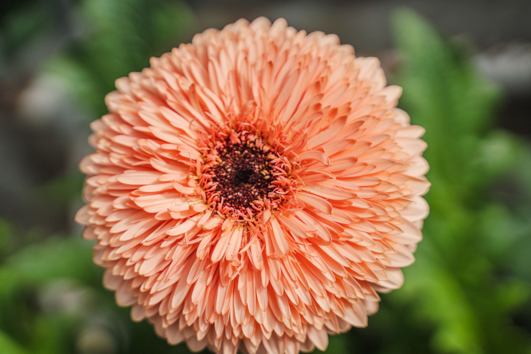 Gerbera Peach Ball