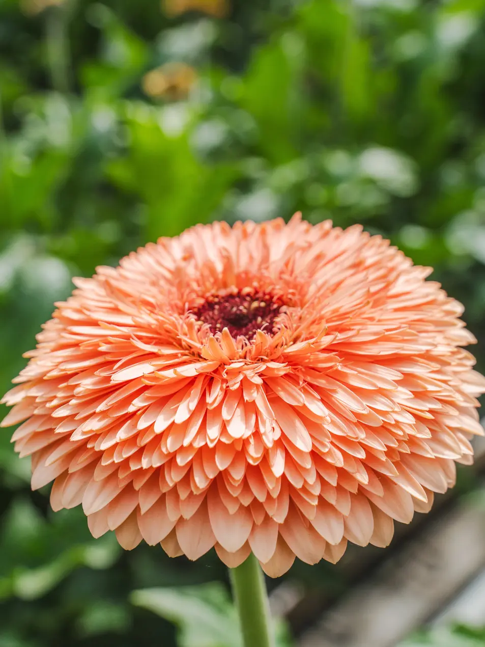 Gerbera Peach Ball