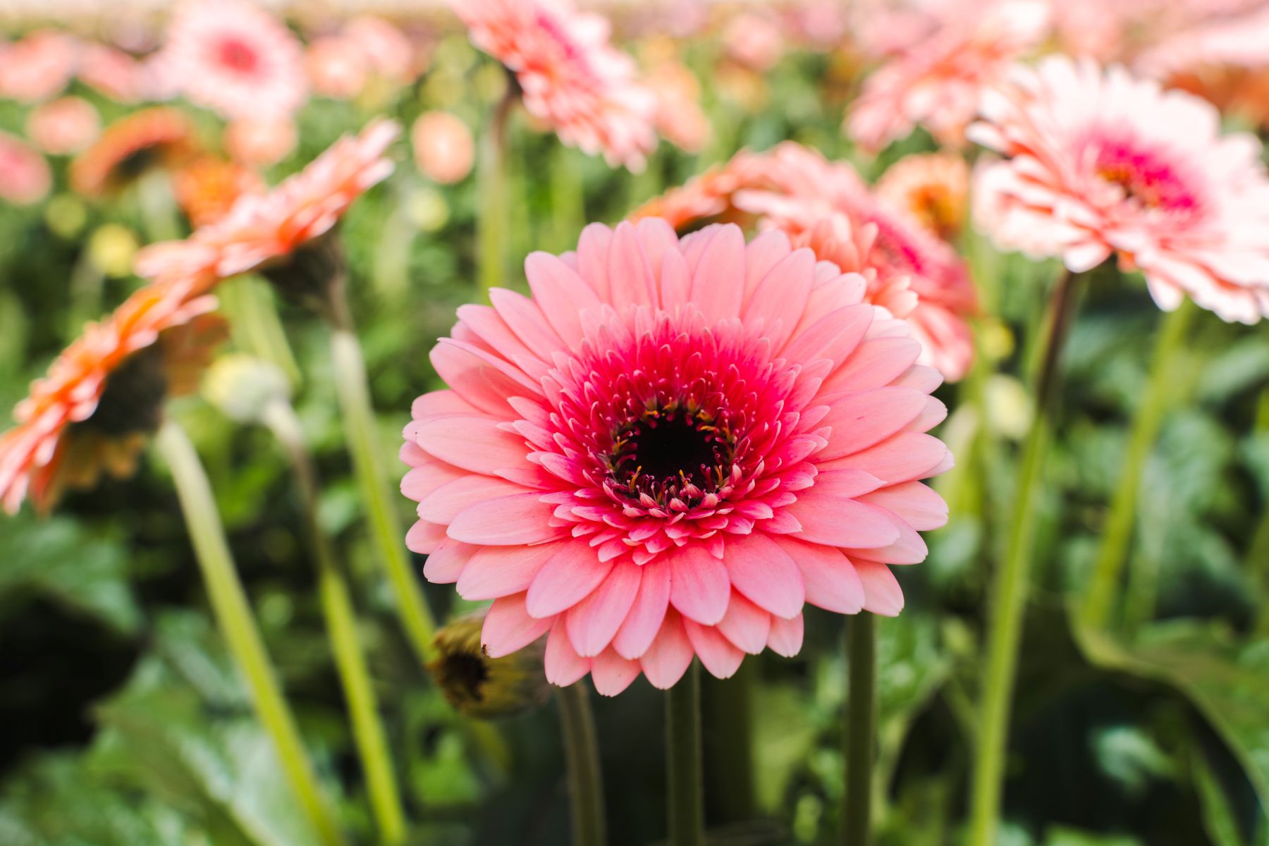Gerbera Prada