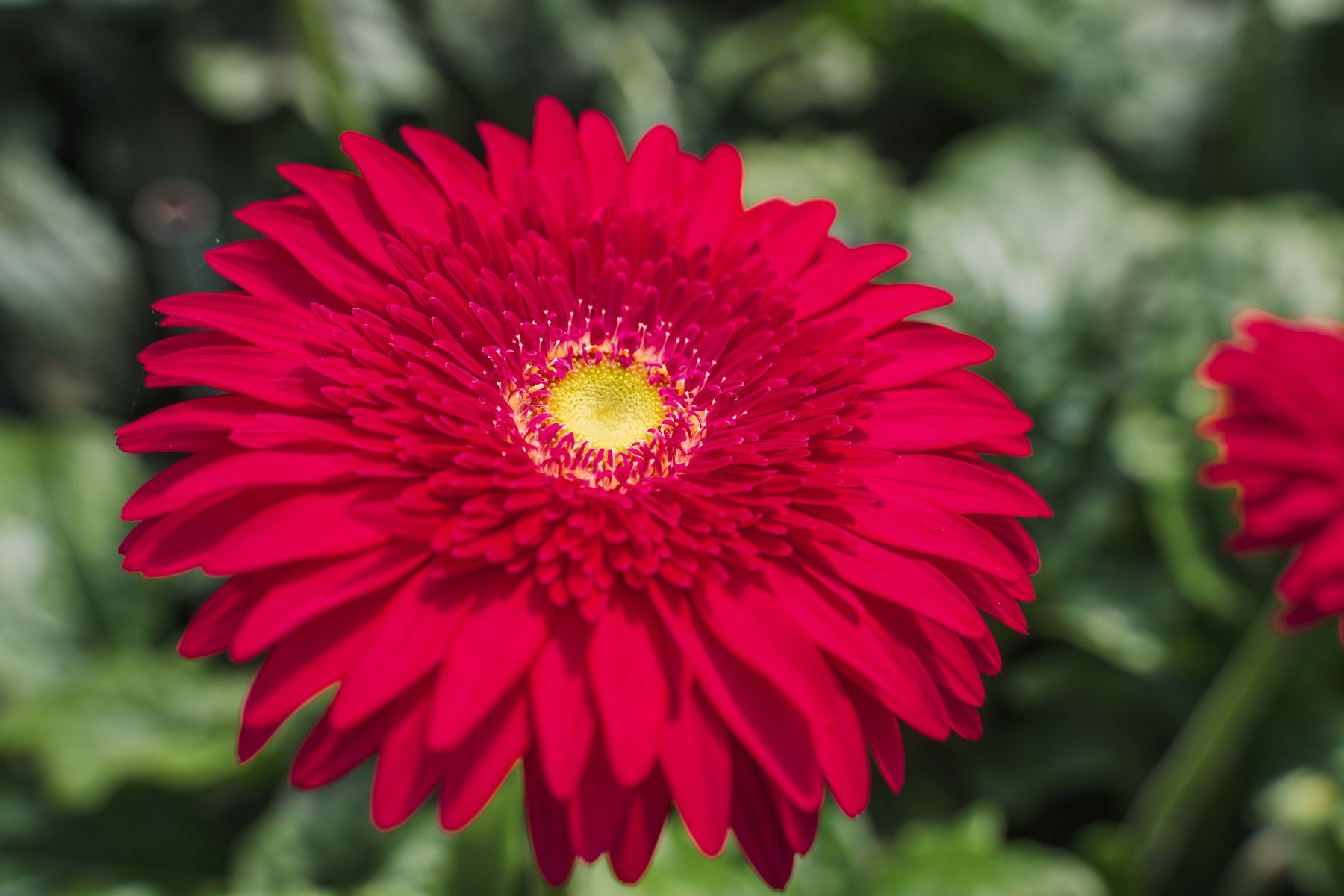 Gerbera Riley