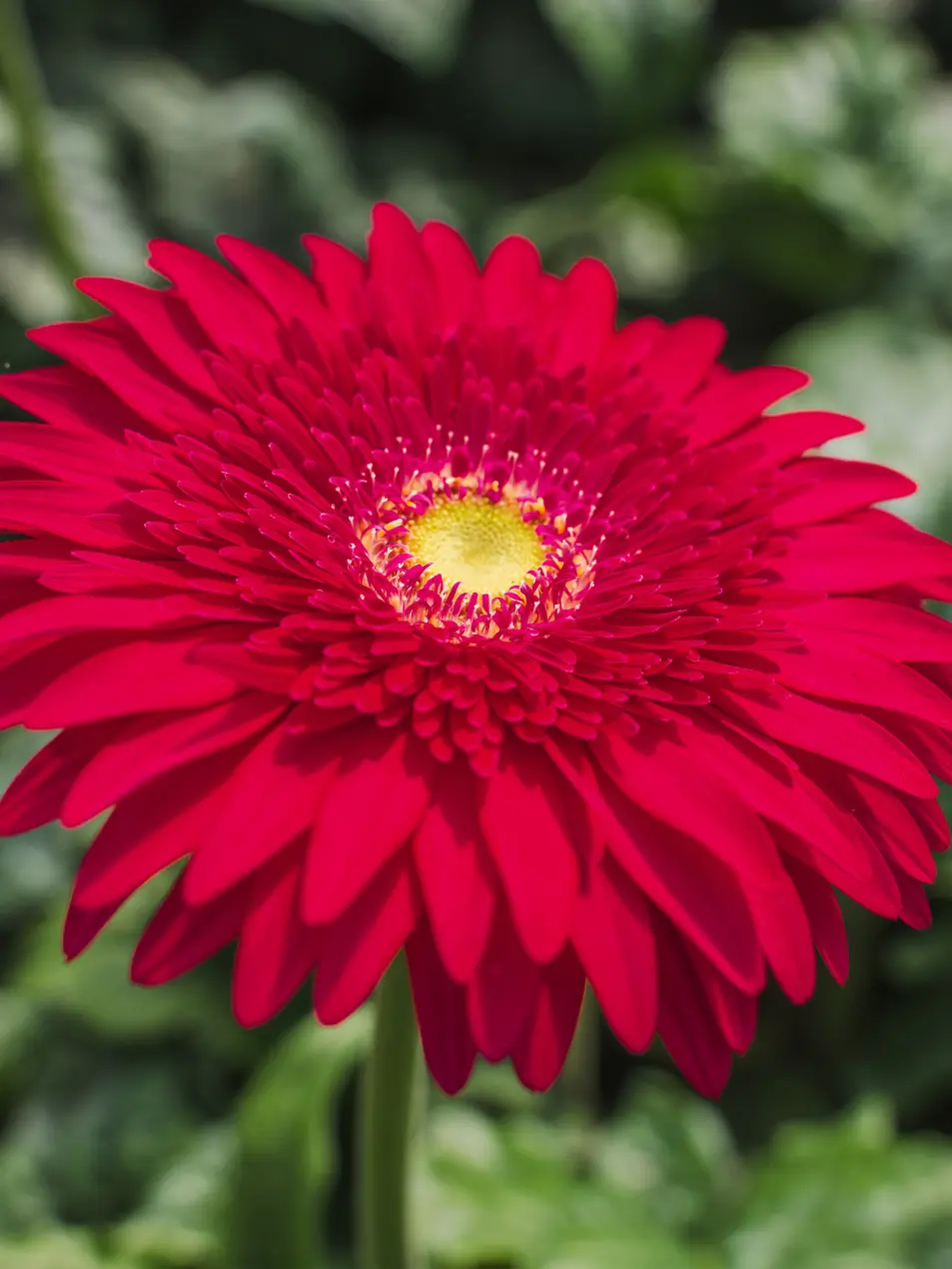 Gerbera Riley