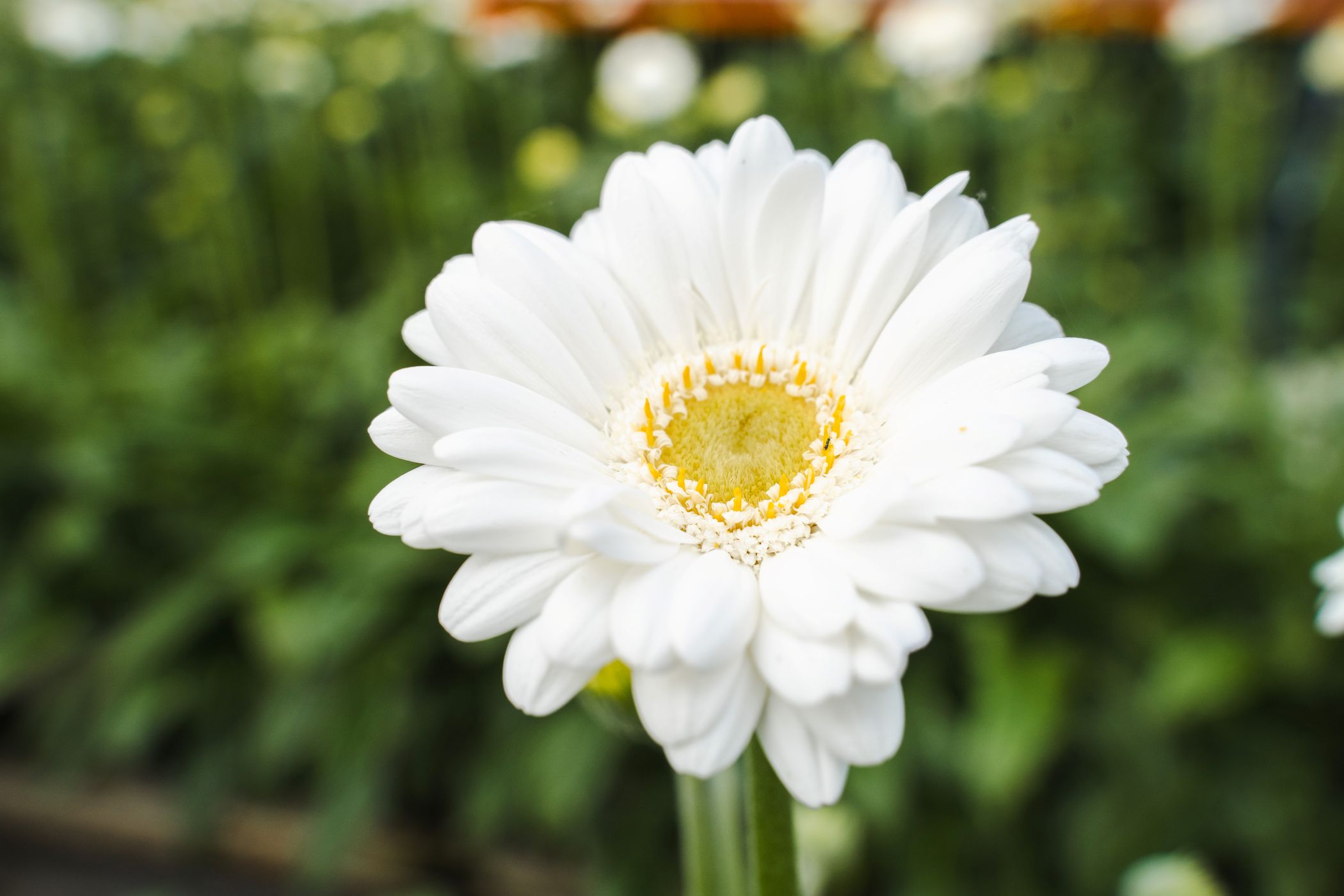 Gerbera Ringo