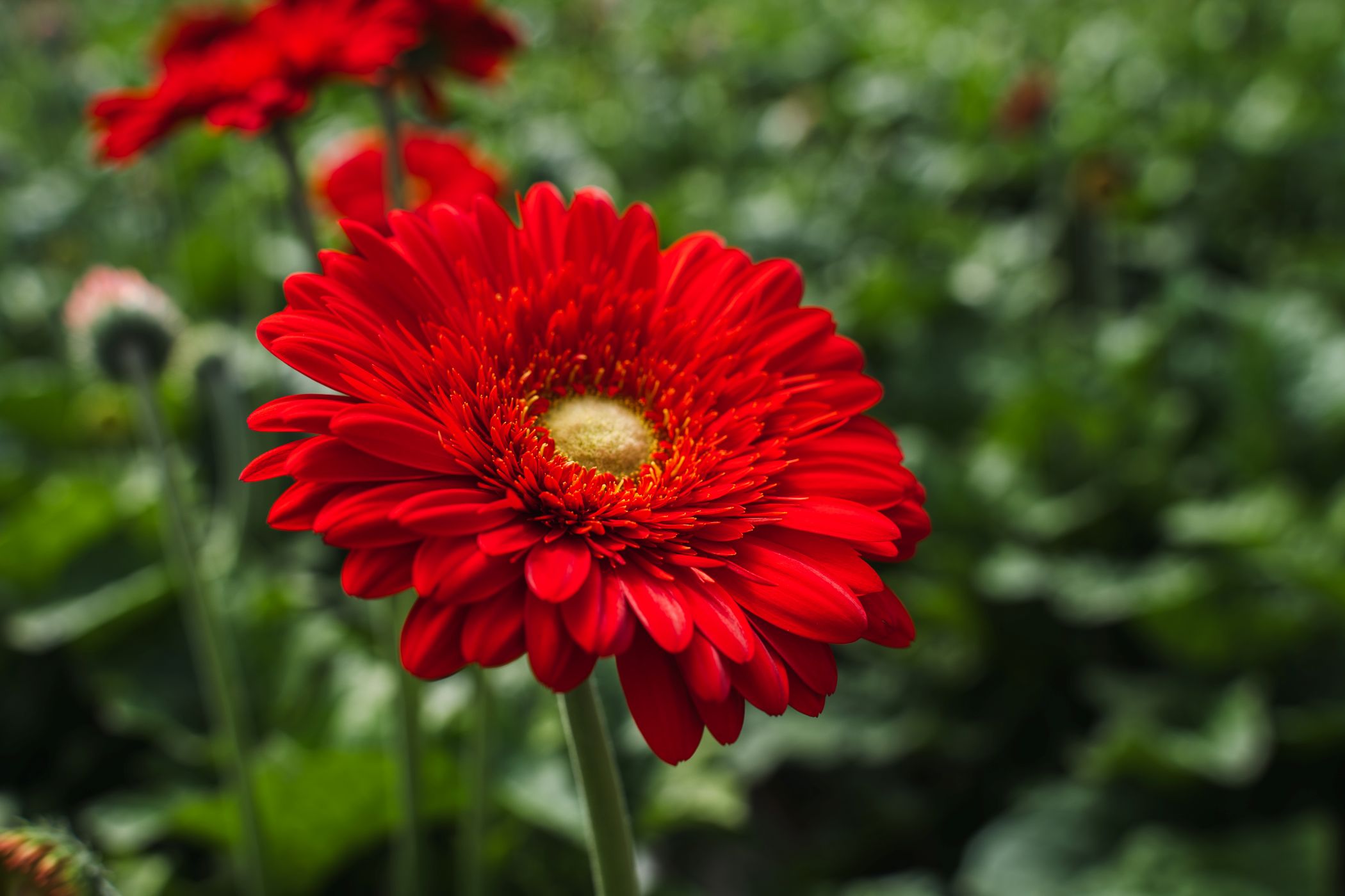 Gerbera Roxy