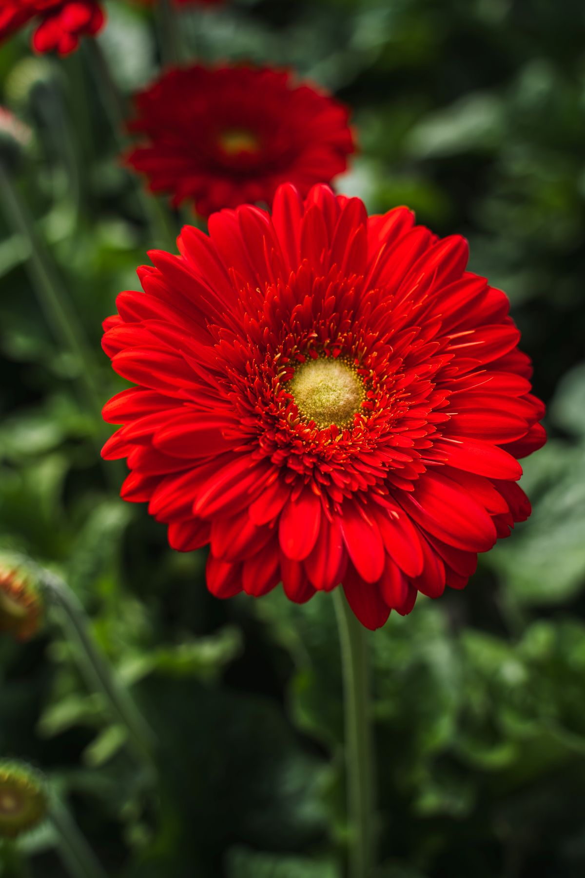 Gerbera Roxy