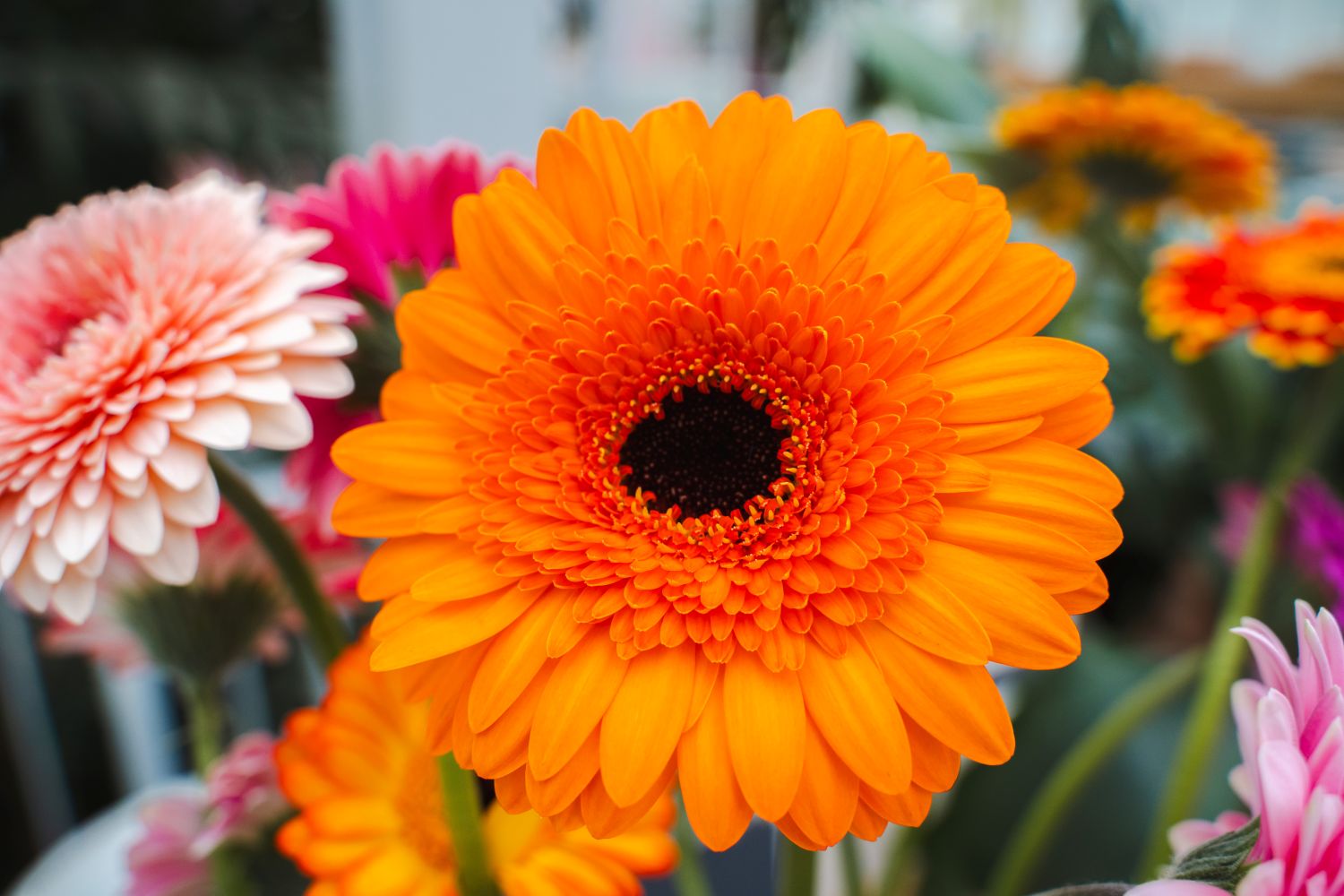 Gerbera Santiago